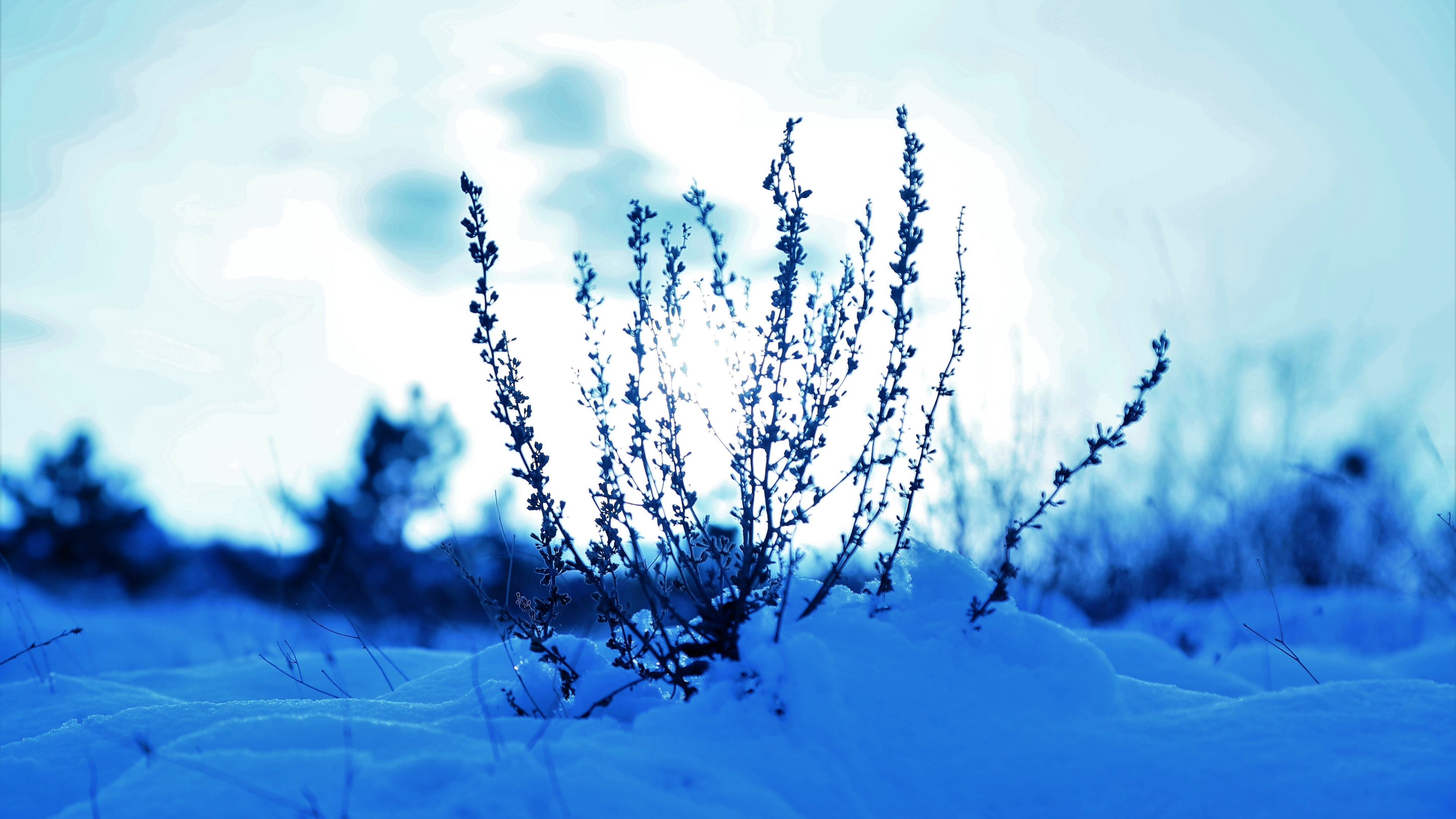 Download 3840x2160 wallpaper snow cover, plants, winter