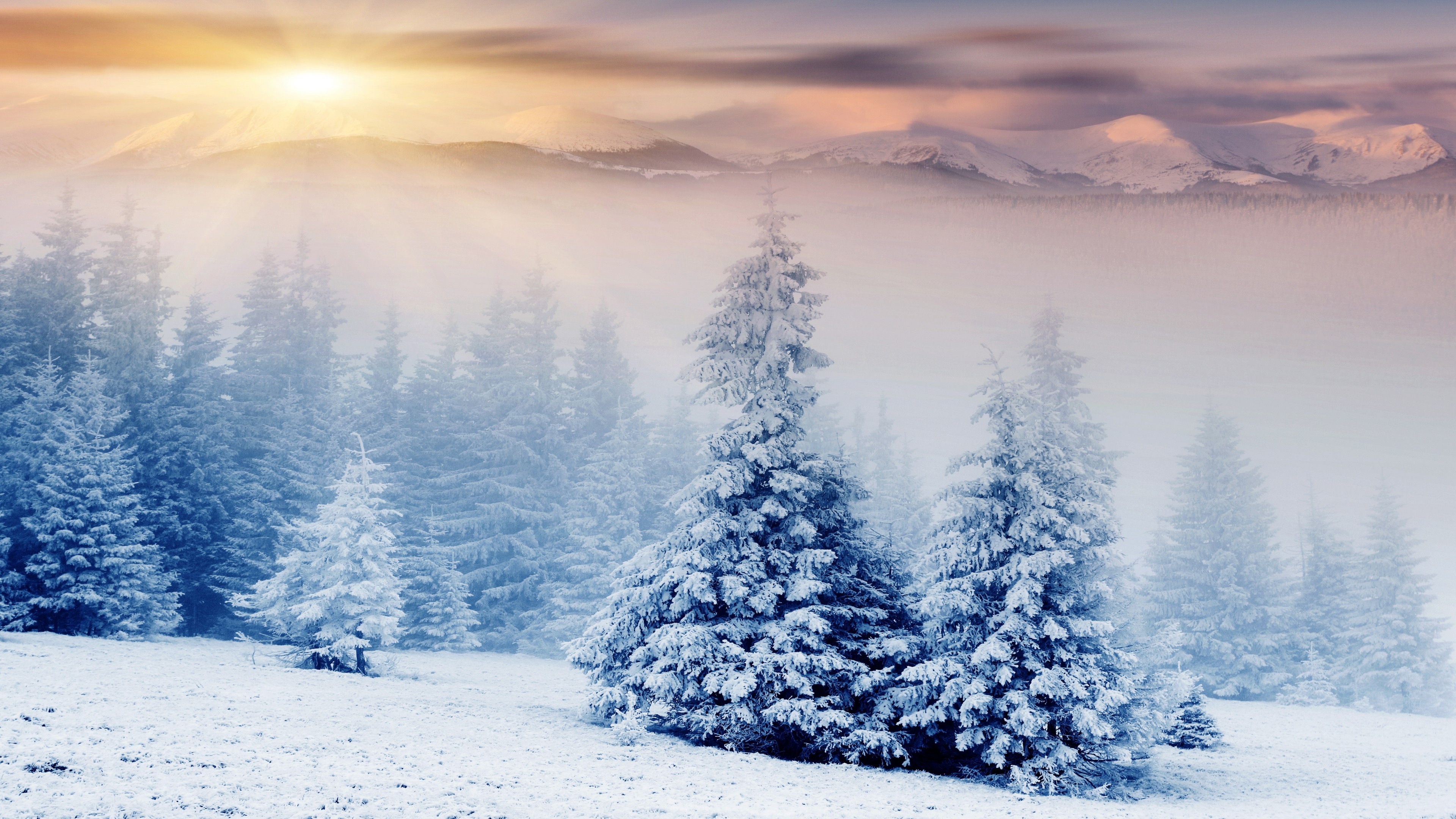 Winter Pine Trees Wallpapers Wallpaper Cave