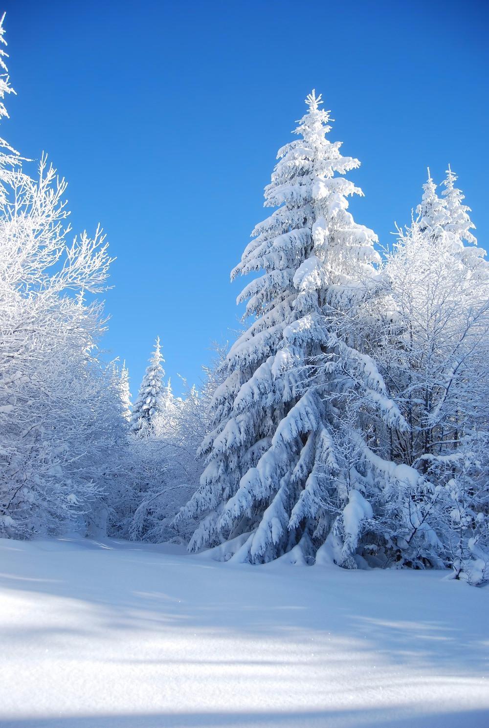 Blue Sky Thick Snow Covered Trees Forest Photo Background Outdoor Winter Scenic Wallpaper Holiday Photography Backdrop For Children From