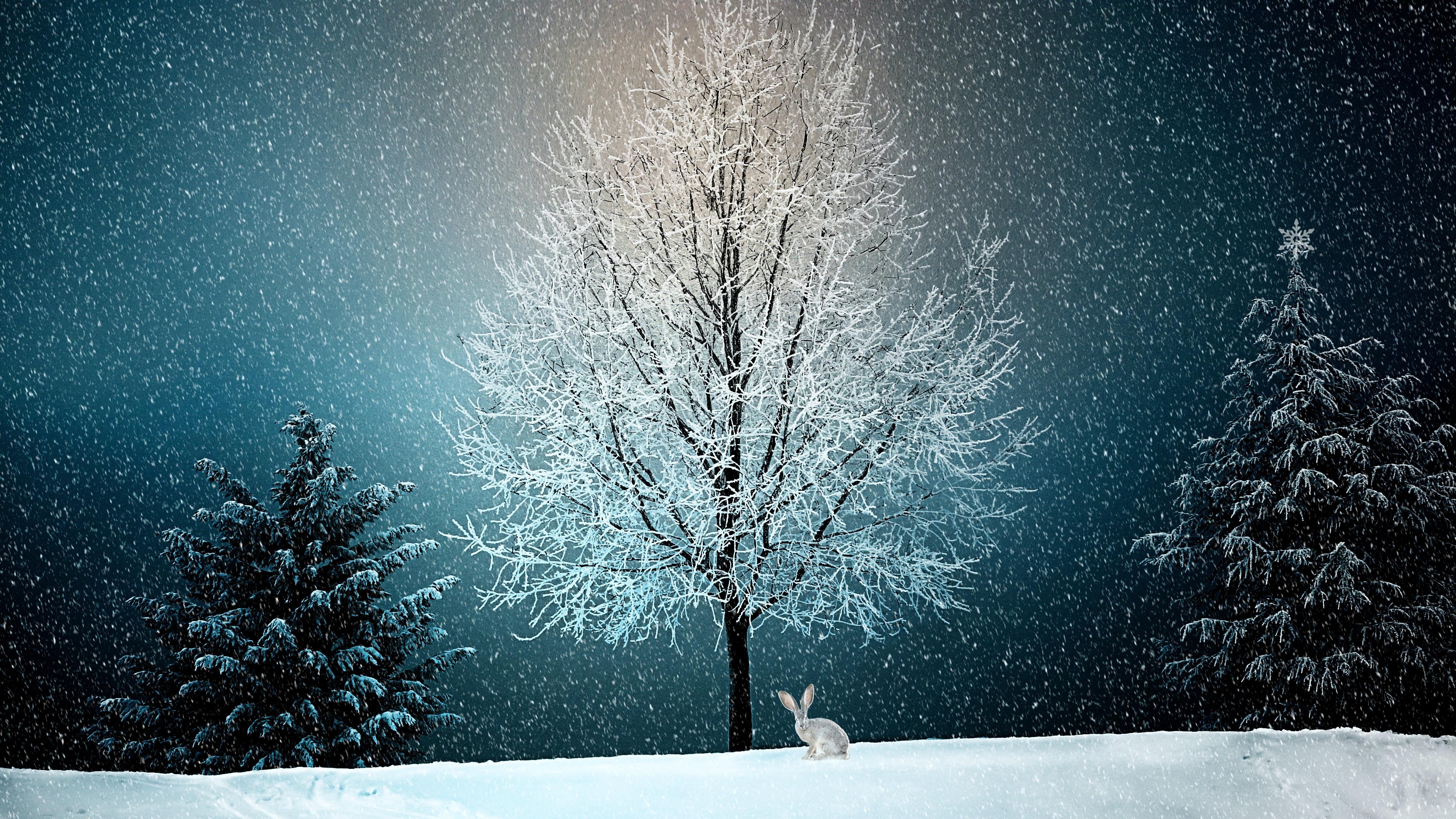 Winter Snow Tree 5k, HD Nature, 4k Wallpaper, Image