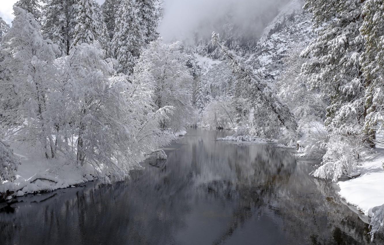 Wallpaper forest, river, trees, nature, winter, snow