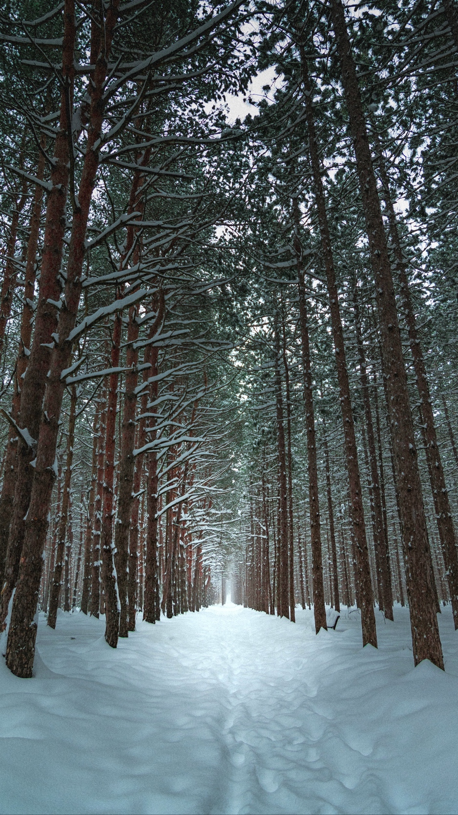Download wallpaper 938x1668 winter, forest, trail, snow