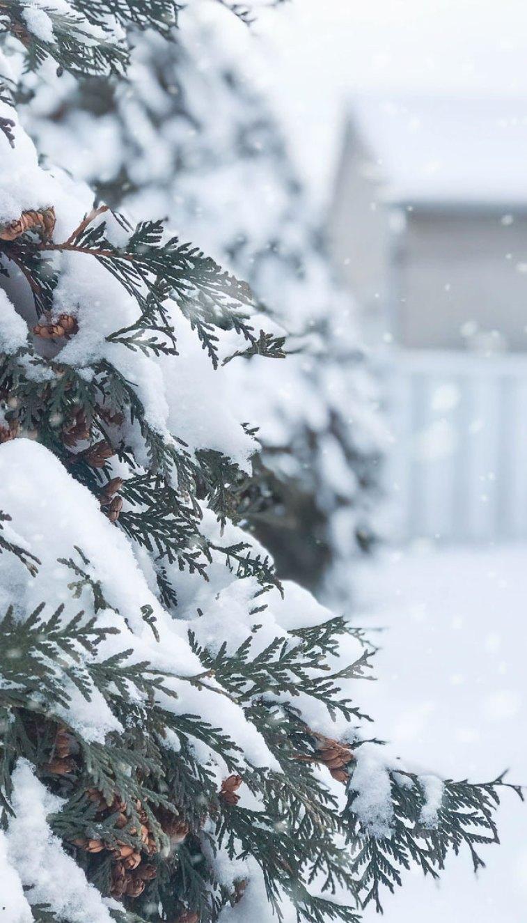 Snow Covers Pine Tree Wallpaper, iPhone Wallpaper