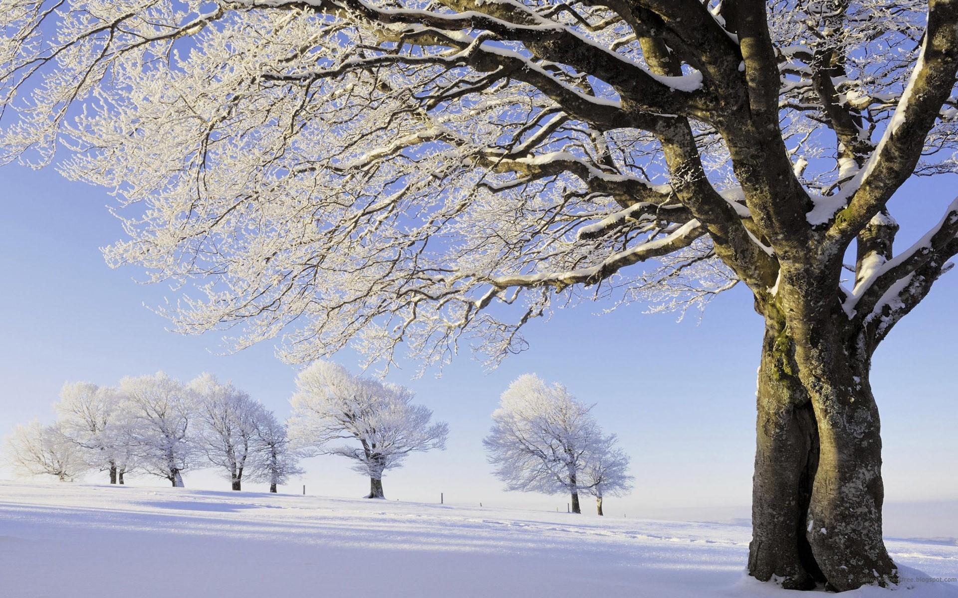 Winter Trees Wallpaper