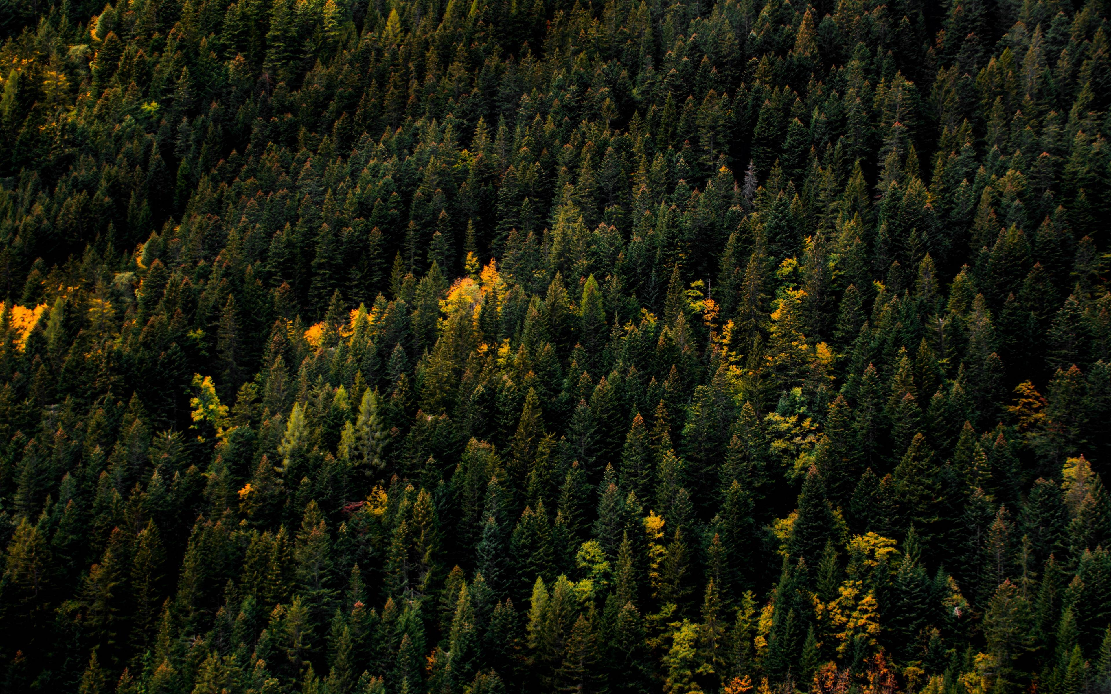 Download wallpapers 3840x2400 trees, aerial view, forest