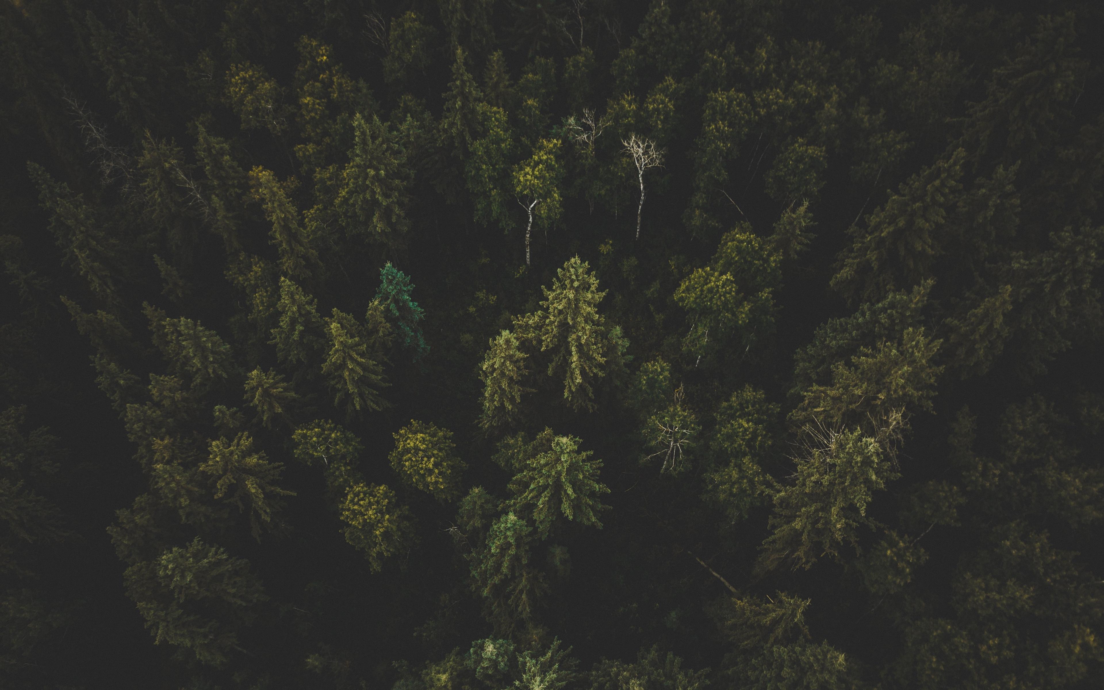 Download wallpaper 3840x2400 forest, aerial view, trees