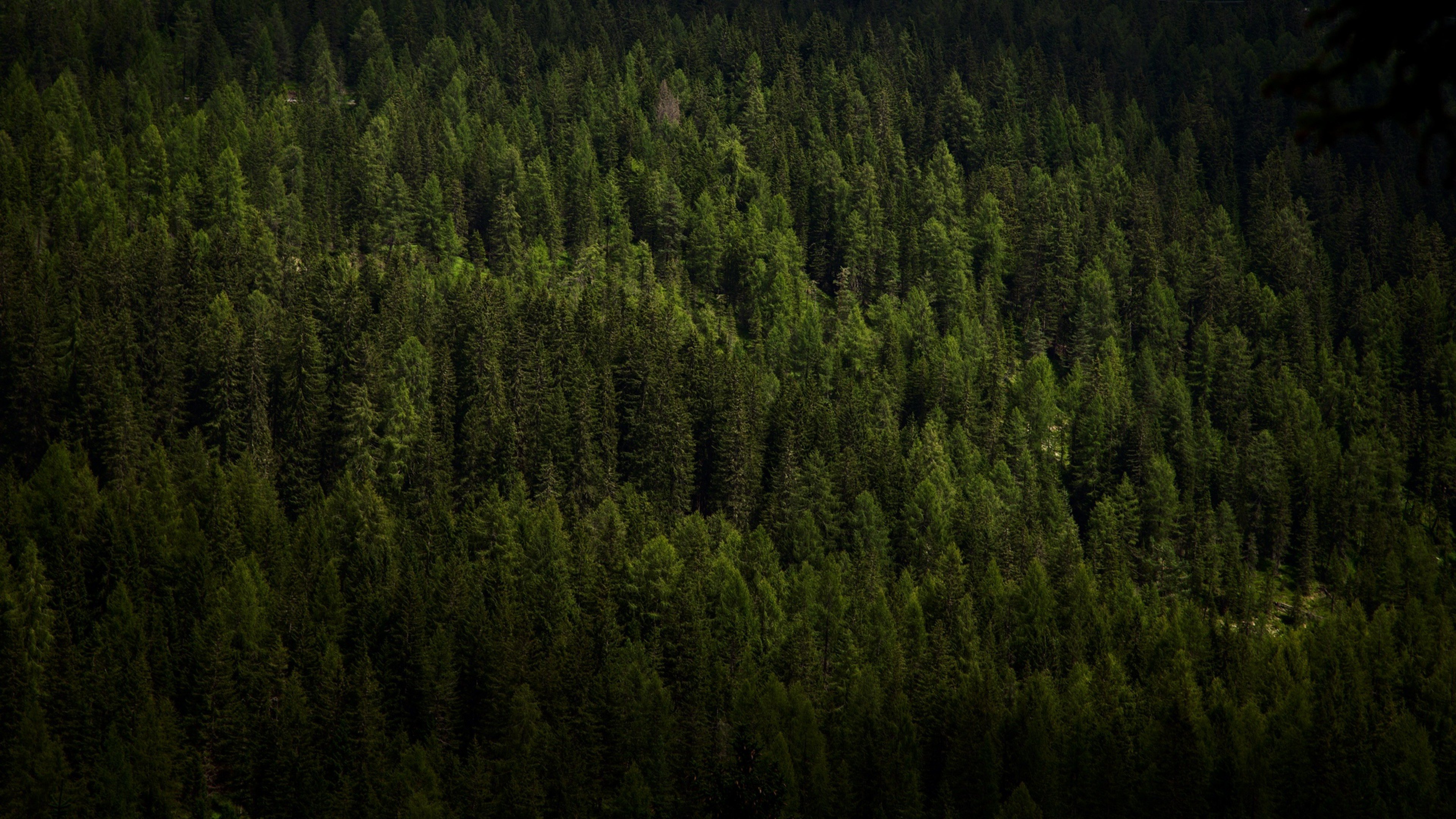 Forest trees aerial view HD Wallpapers 4K Ultra HD