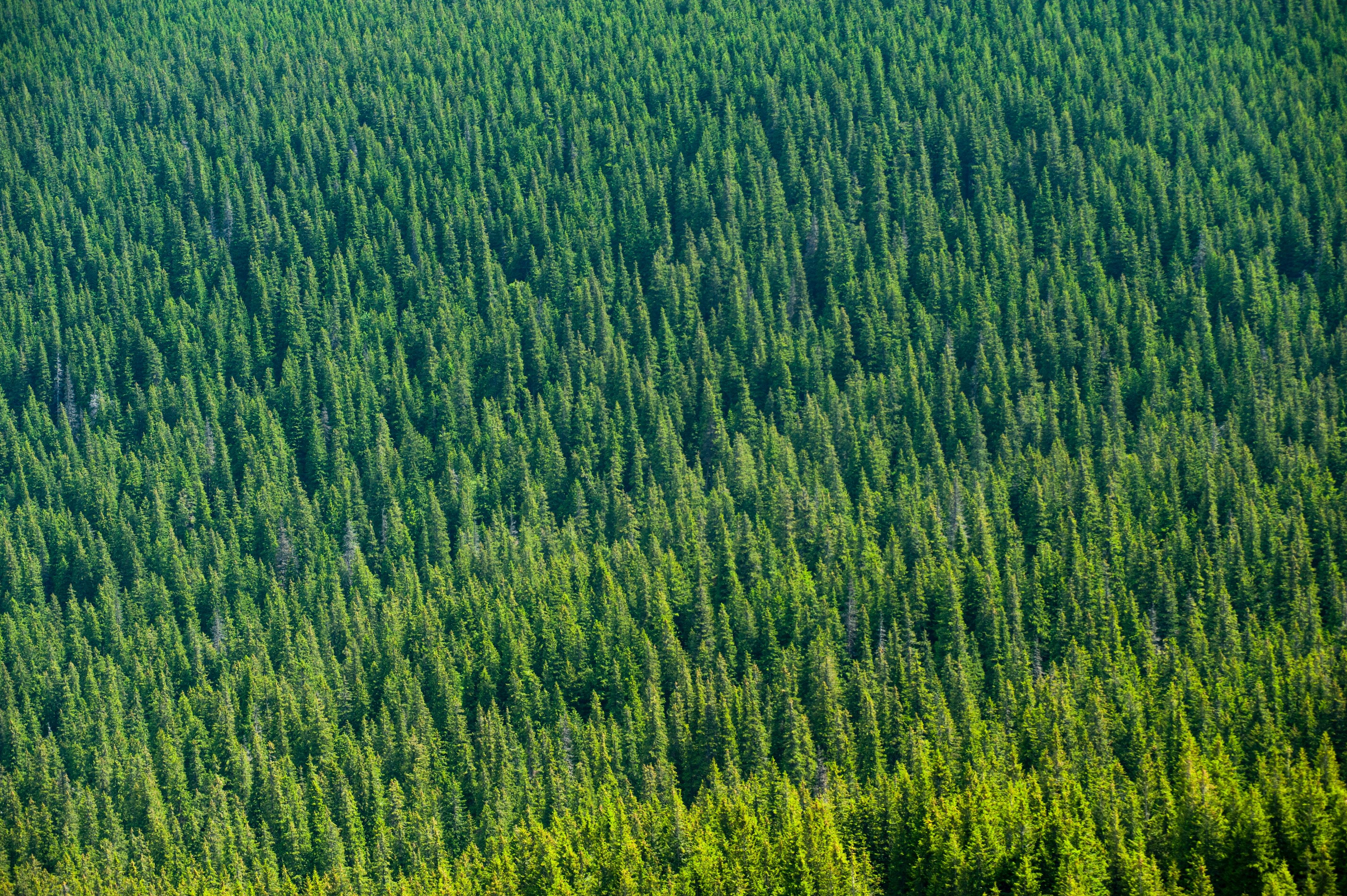 Aerial View of Forest Trees · Free