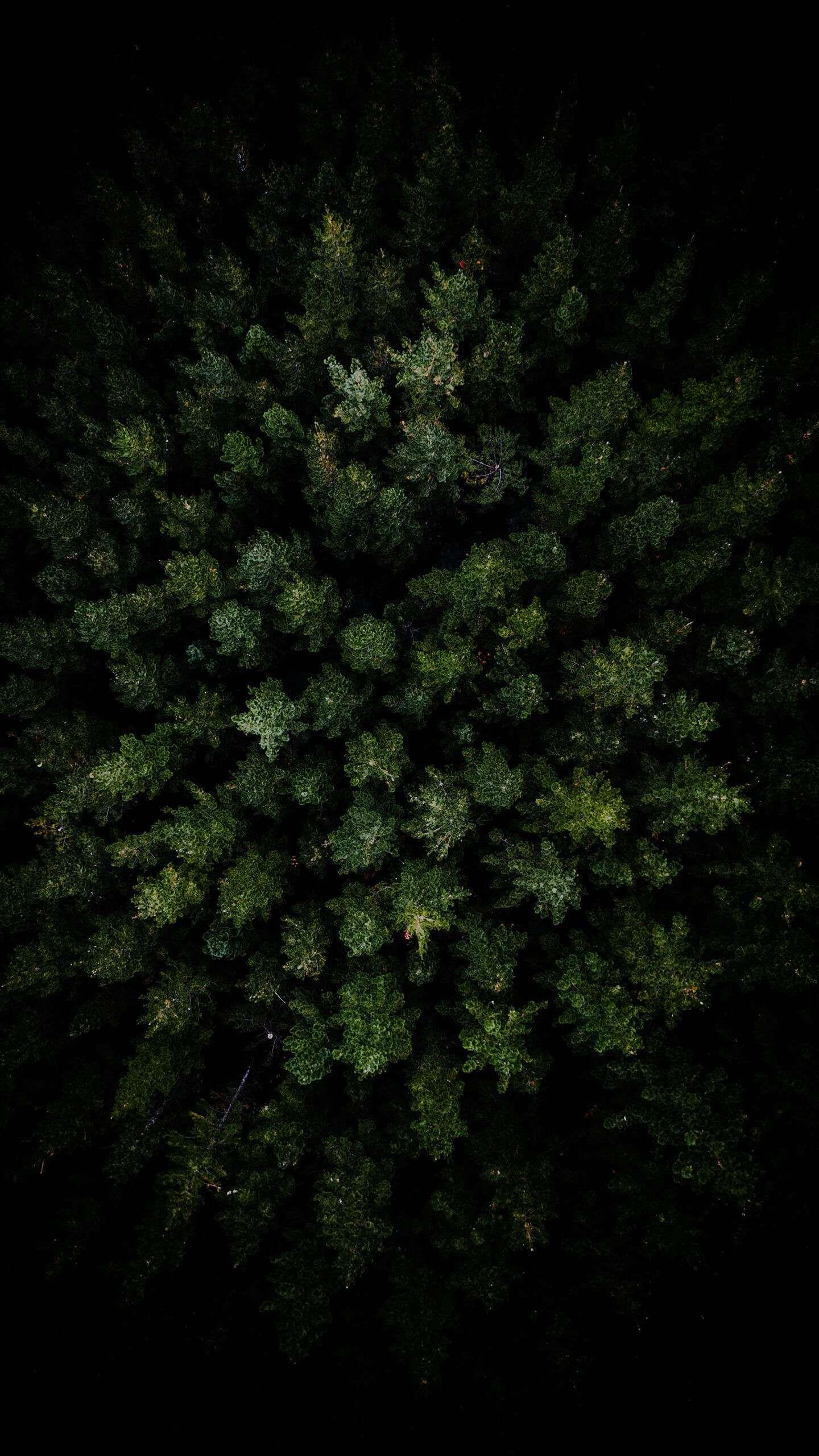 Dark Forest Aerial View iPhone Wallpaper. Forest