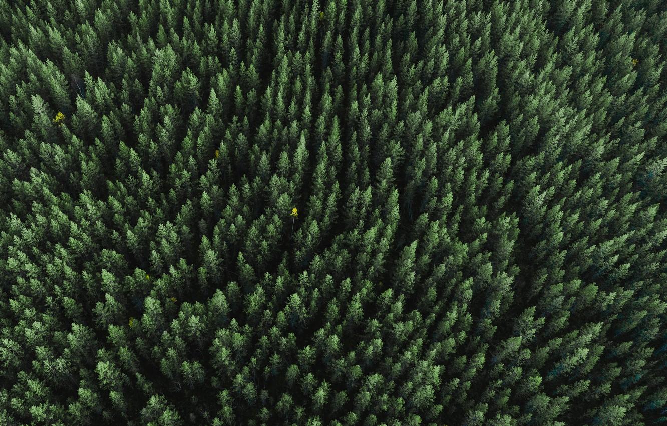 Forest Aerial View 4k Wallpapers - Wallpaper Cave