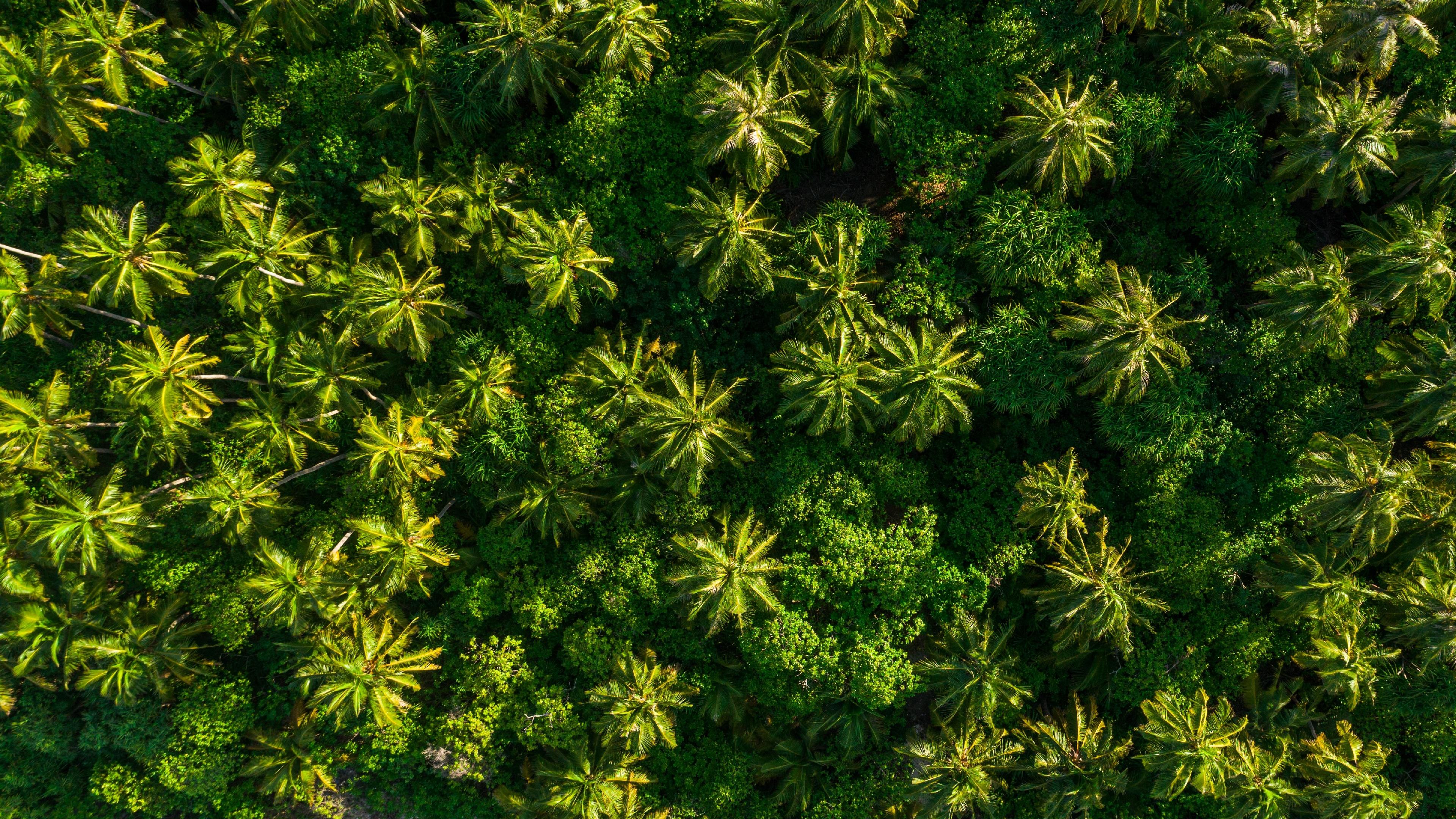 Aerial View of Tropical Forest 4k Ultra HD Wallpaper