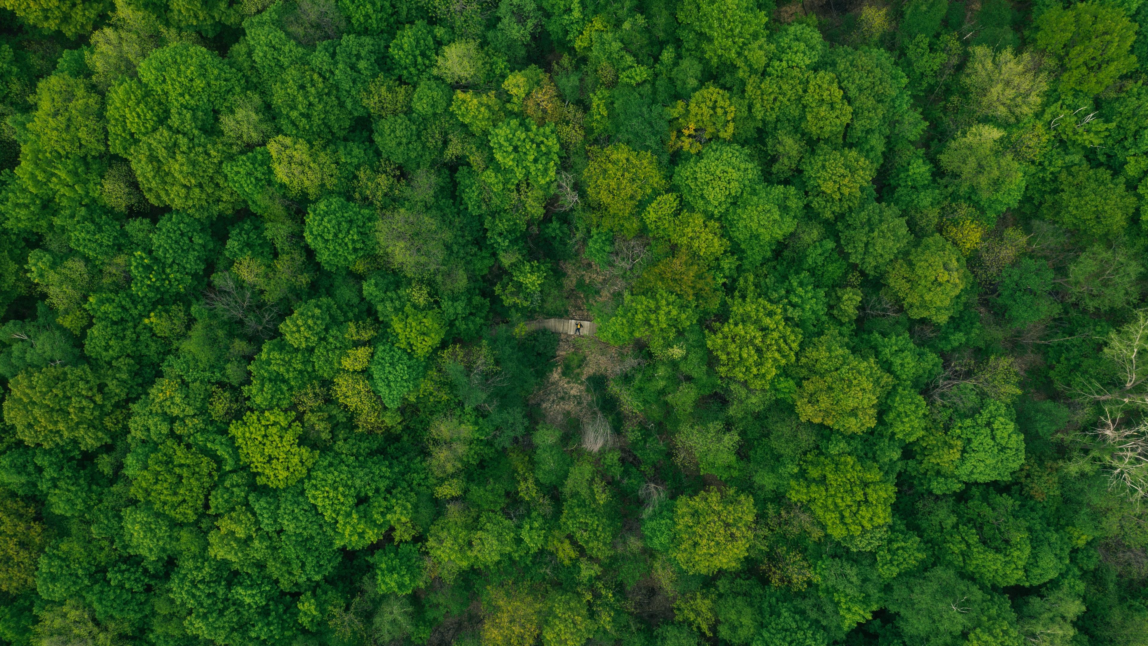 Download wallpaper 3840x2160 forest, aerial view, green