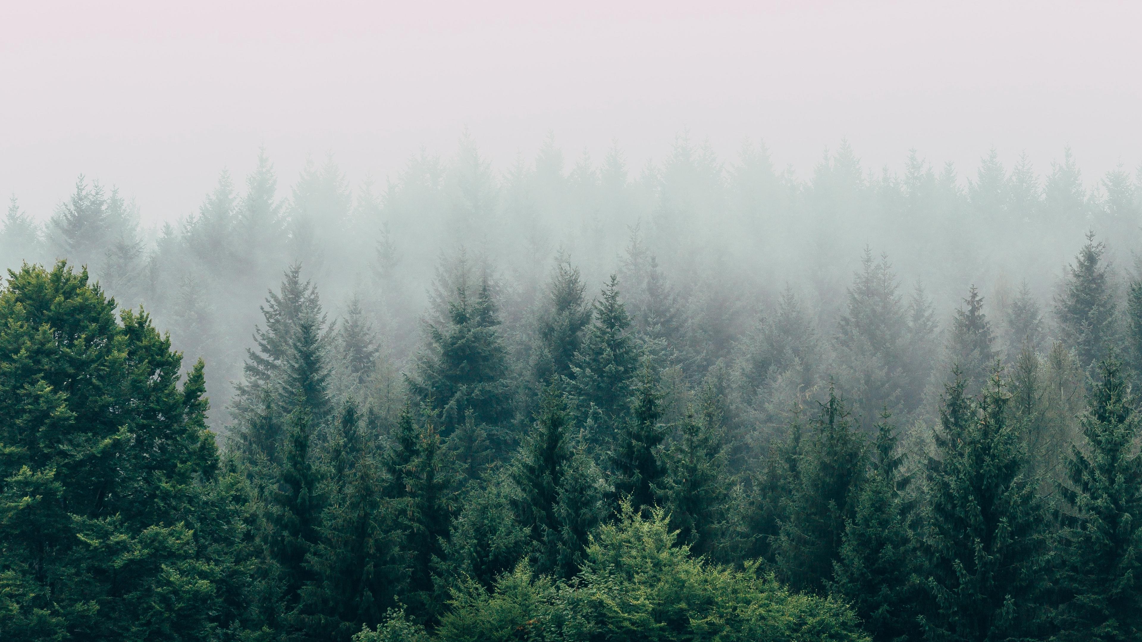 Wallpaper 4k forest, fog, aerial view, trees, sky 4k aerial view, fog, Forest