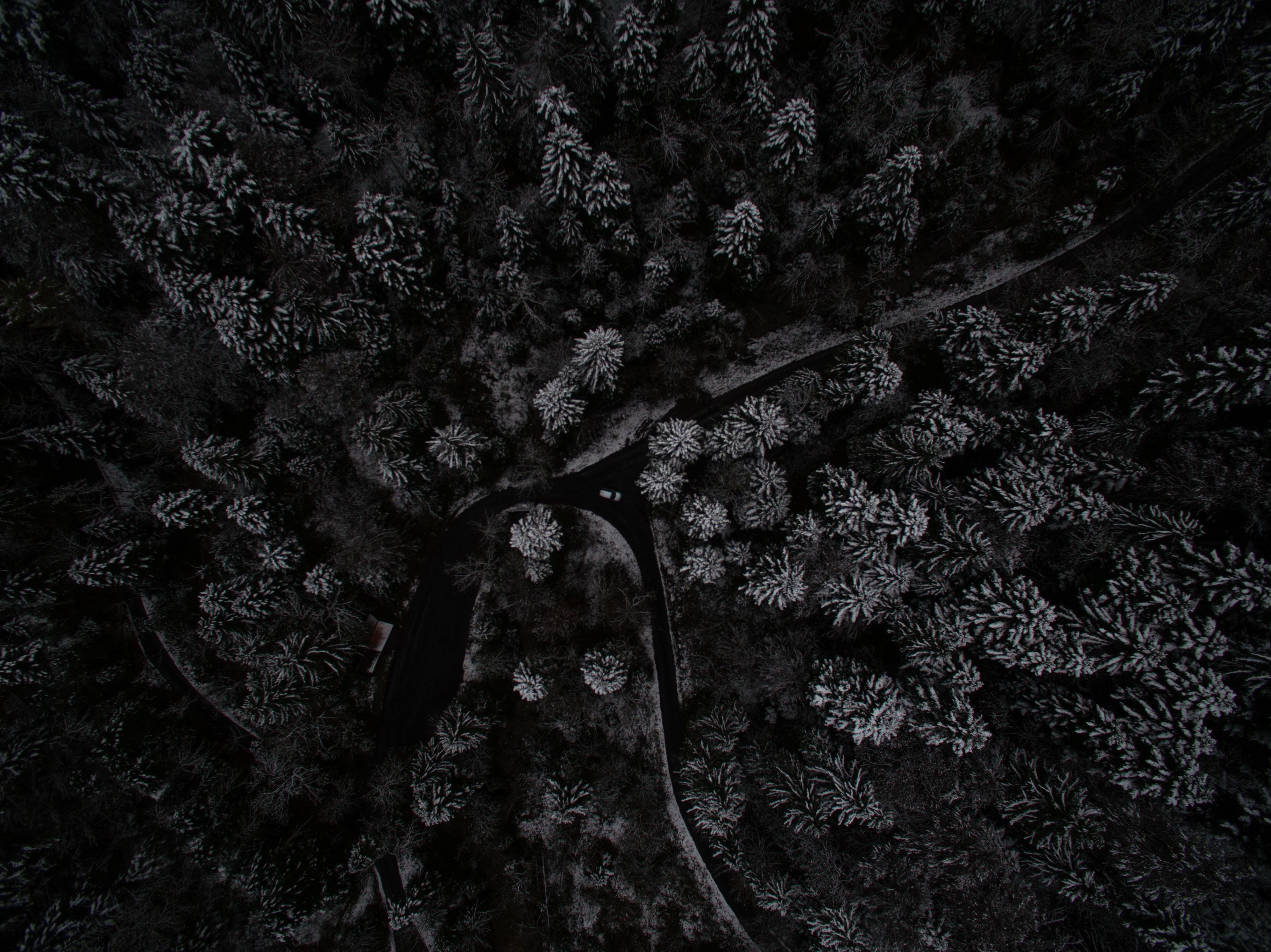 Snow Trees Top View From Drone 4k Forest Top View, HD