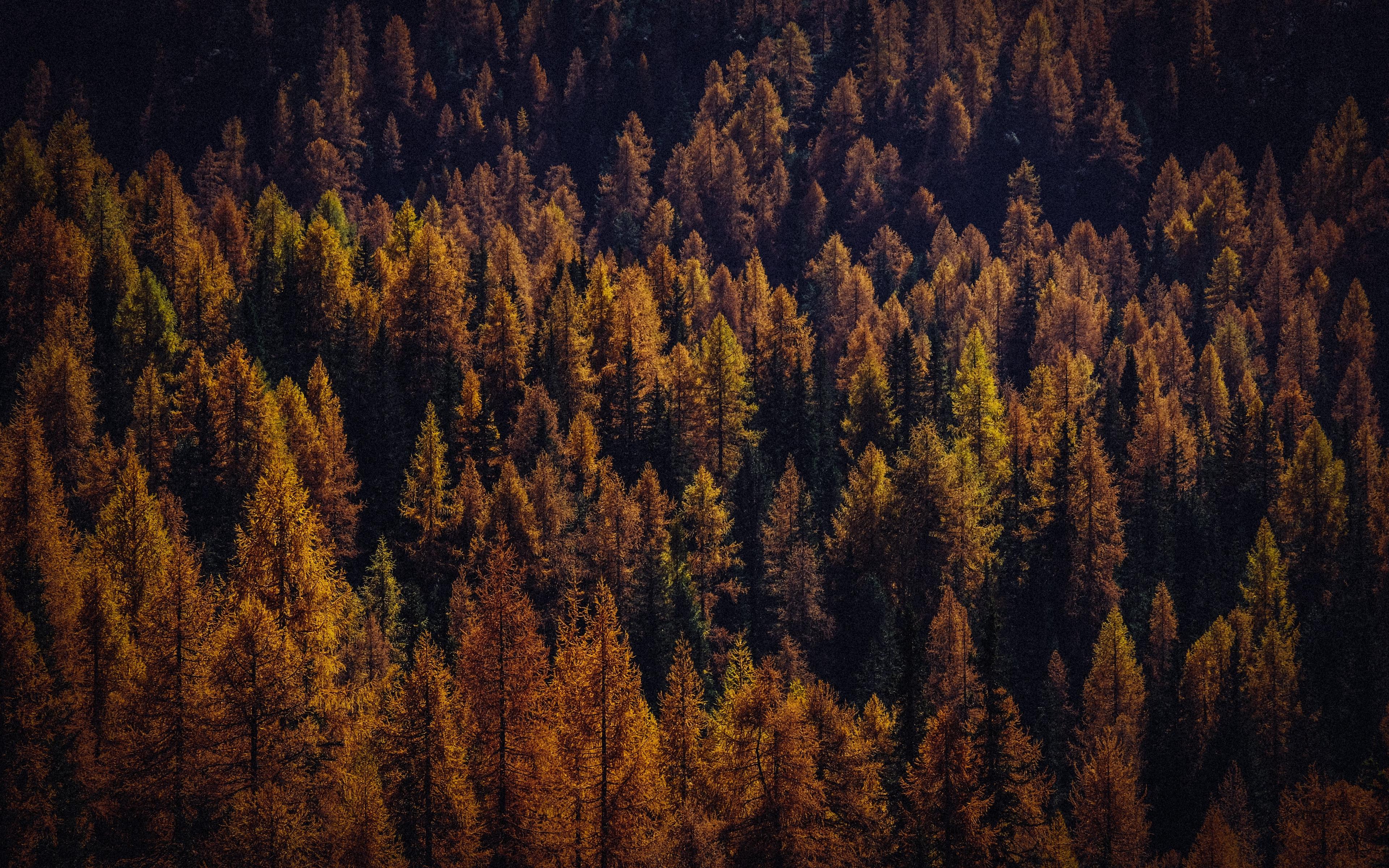 Download wallpaper 3840x2400 trees, aerial view, autumn