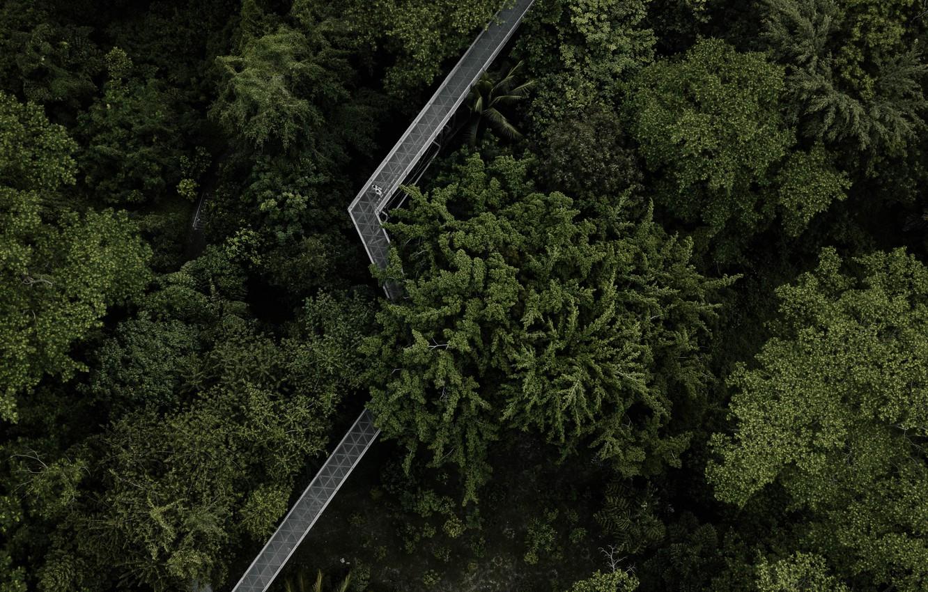 Wallpaper green, forest, trees, bridge, landscapes, Singapore