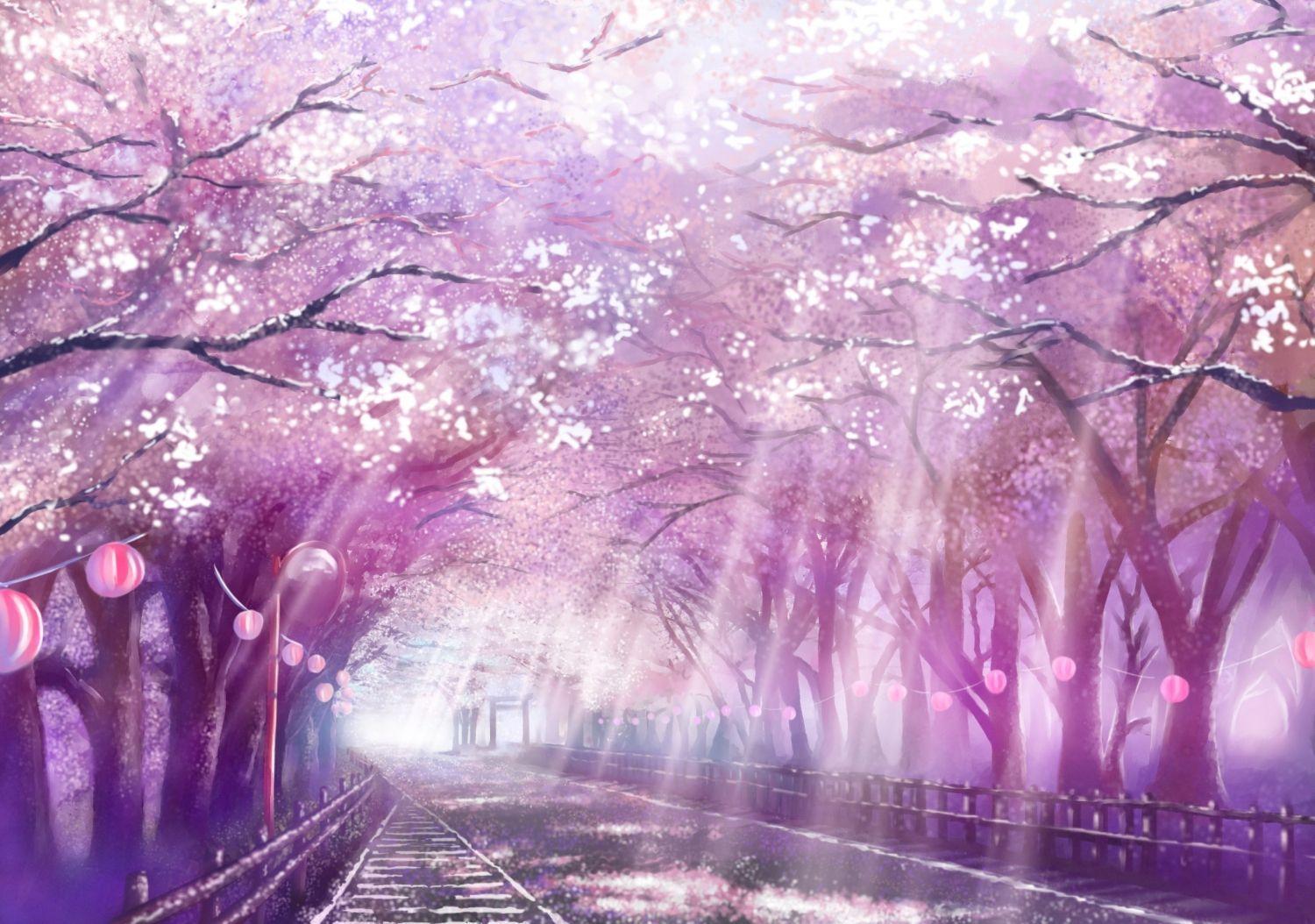 anime scenery cherry blossoms wallpaper