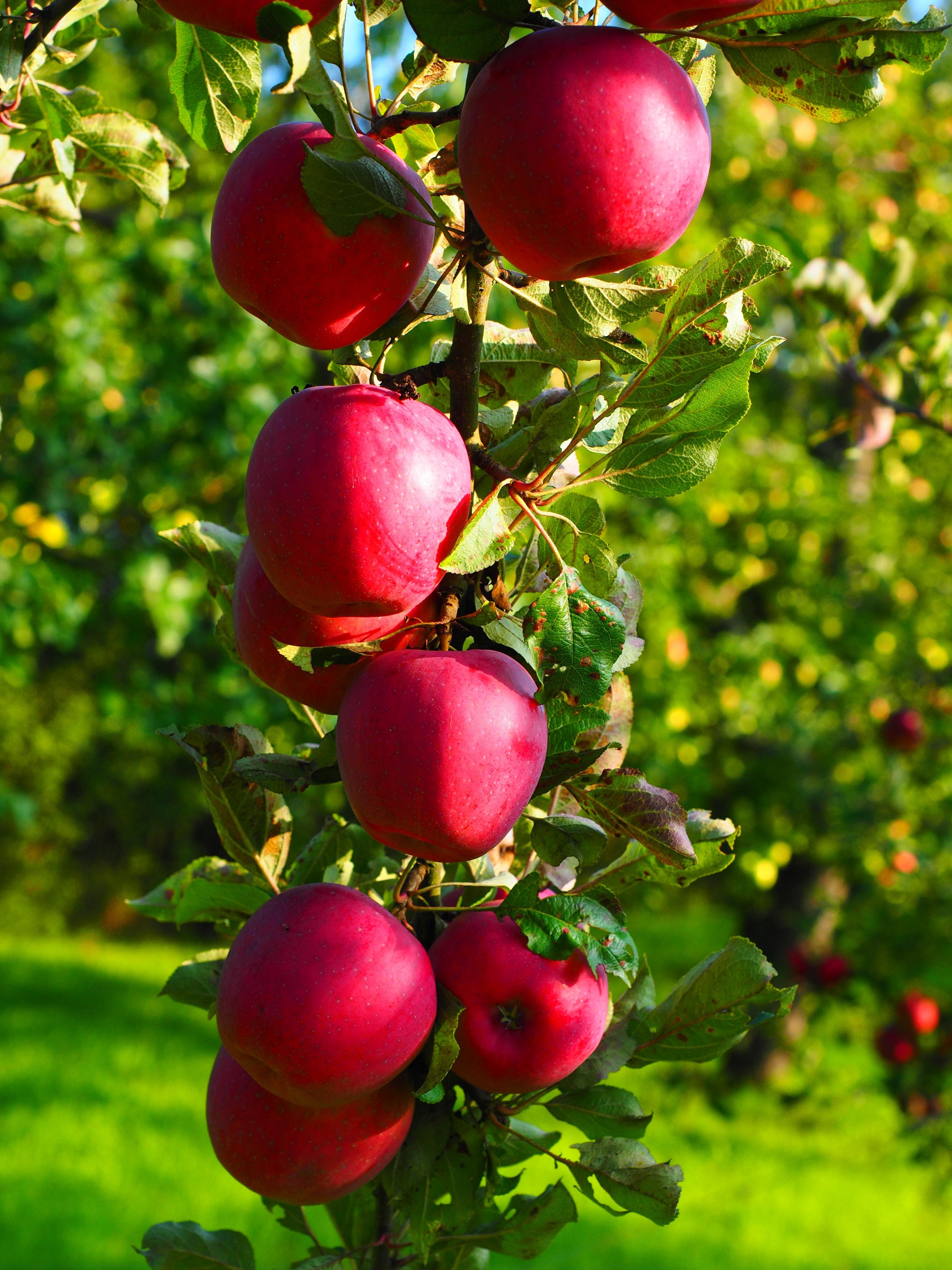 Fruit Tree Android Wallpapers - Wallpaper Cave