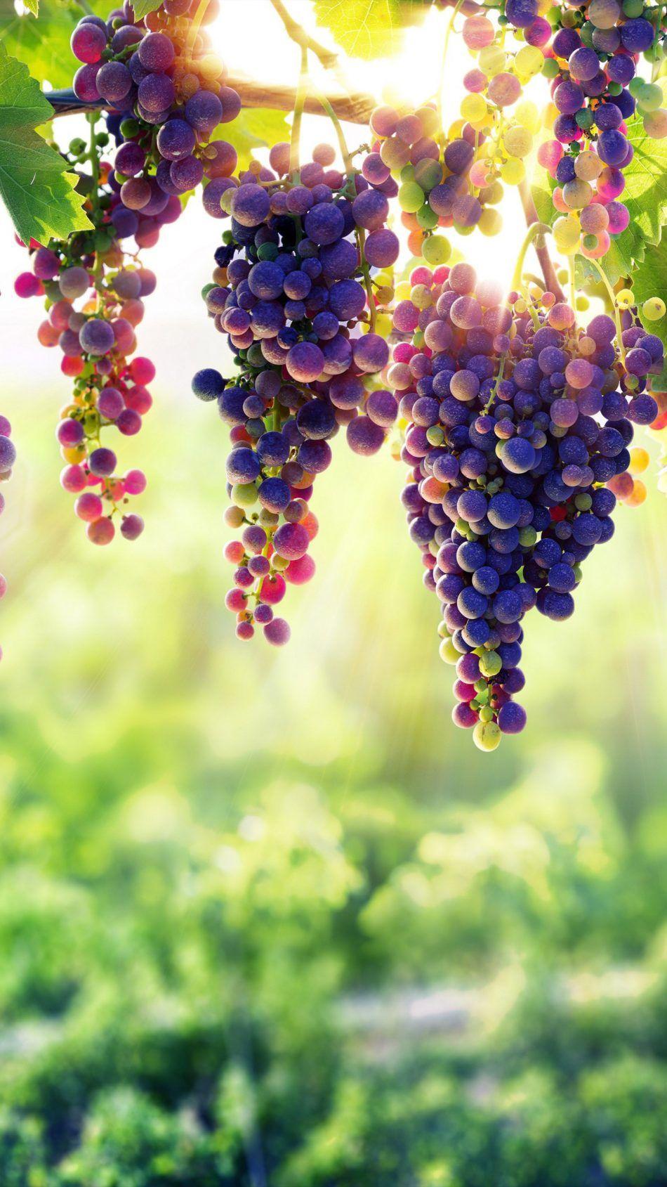 Grapes 4K Ultra HD Mobile Wallpaper. Fruit wallpaper, Grape wallpaper, 8k wallpaper