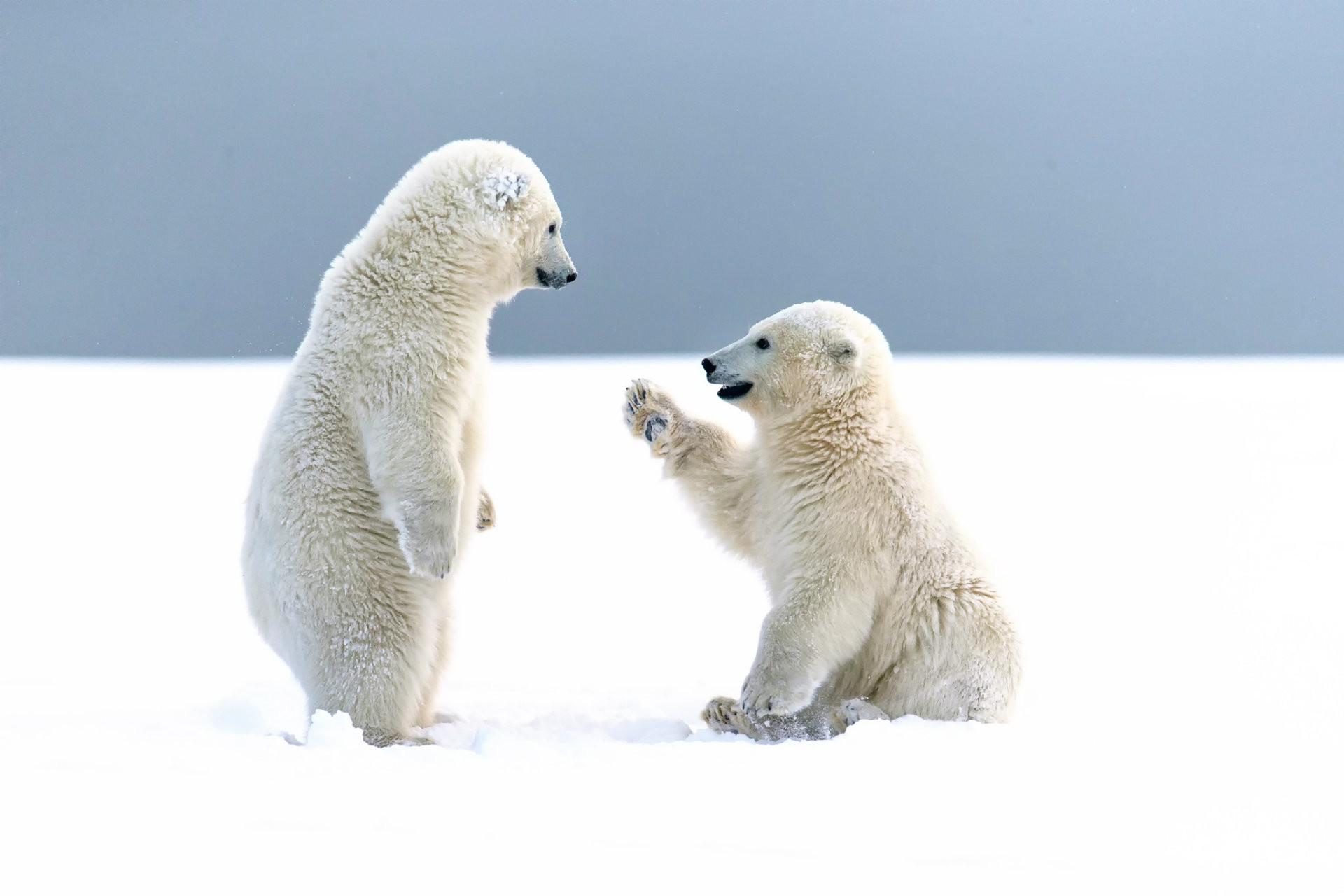 Baby Polar Bear Wallpaper