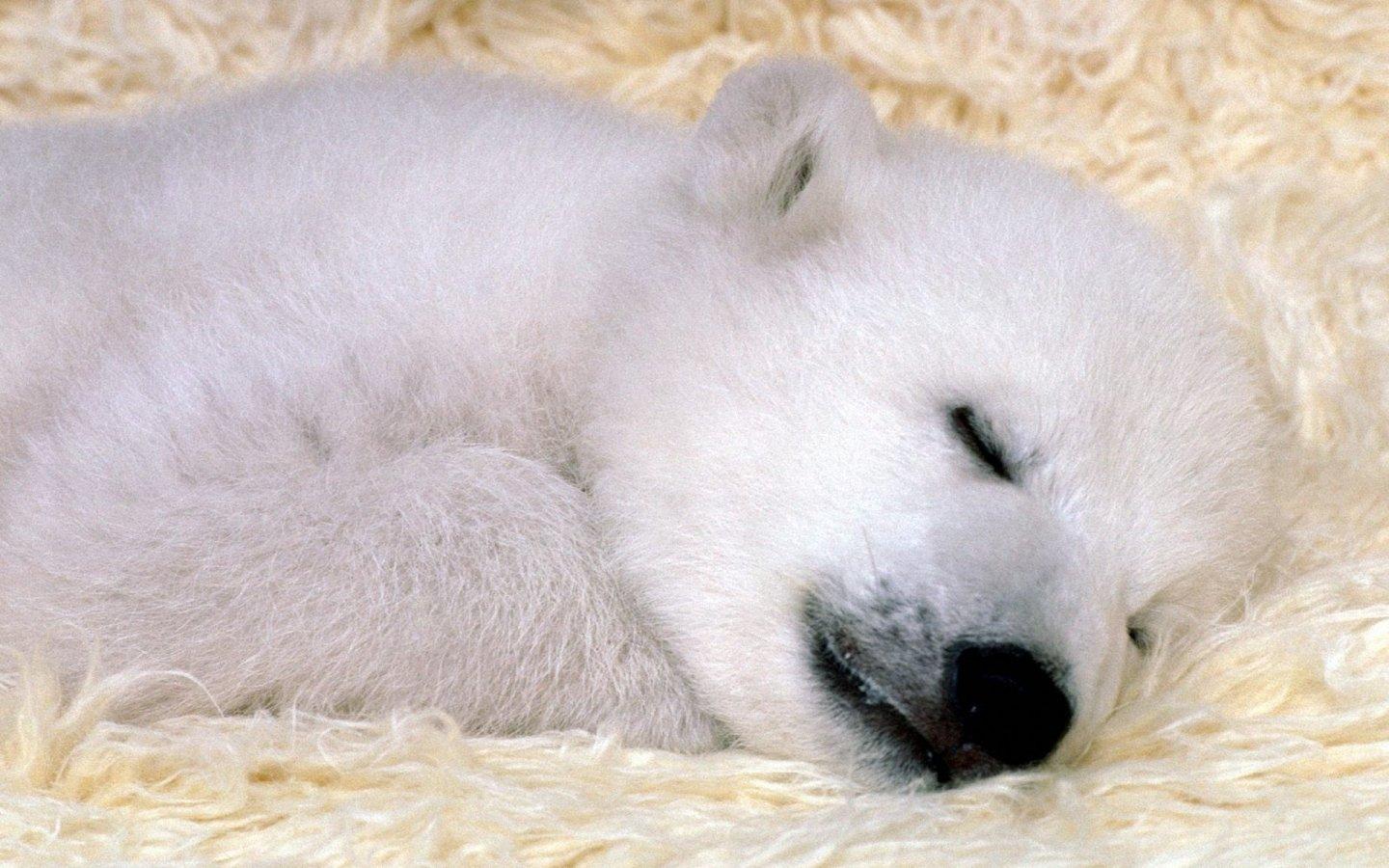 Cute Baby Polar Bears Wallpapers Wallpaper Cave