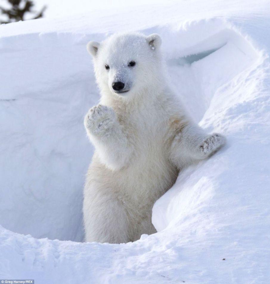 Albums 104+ Pictures Pictures Of Baby Polar Bears Excellent 10/2023