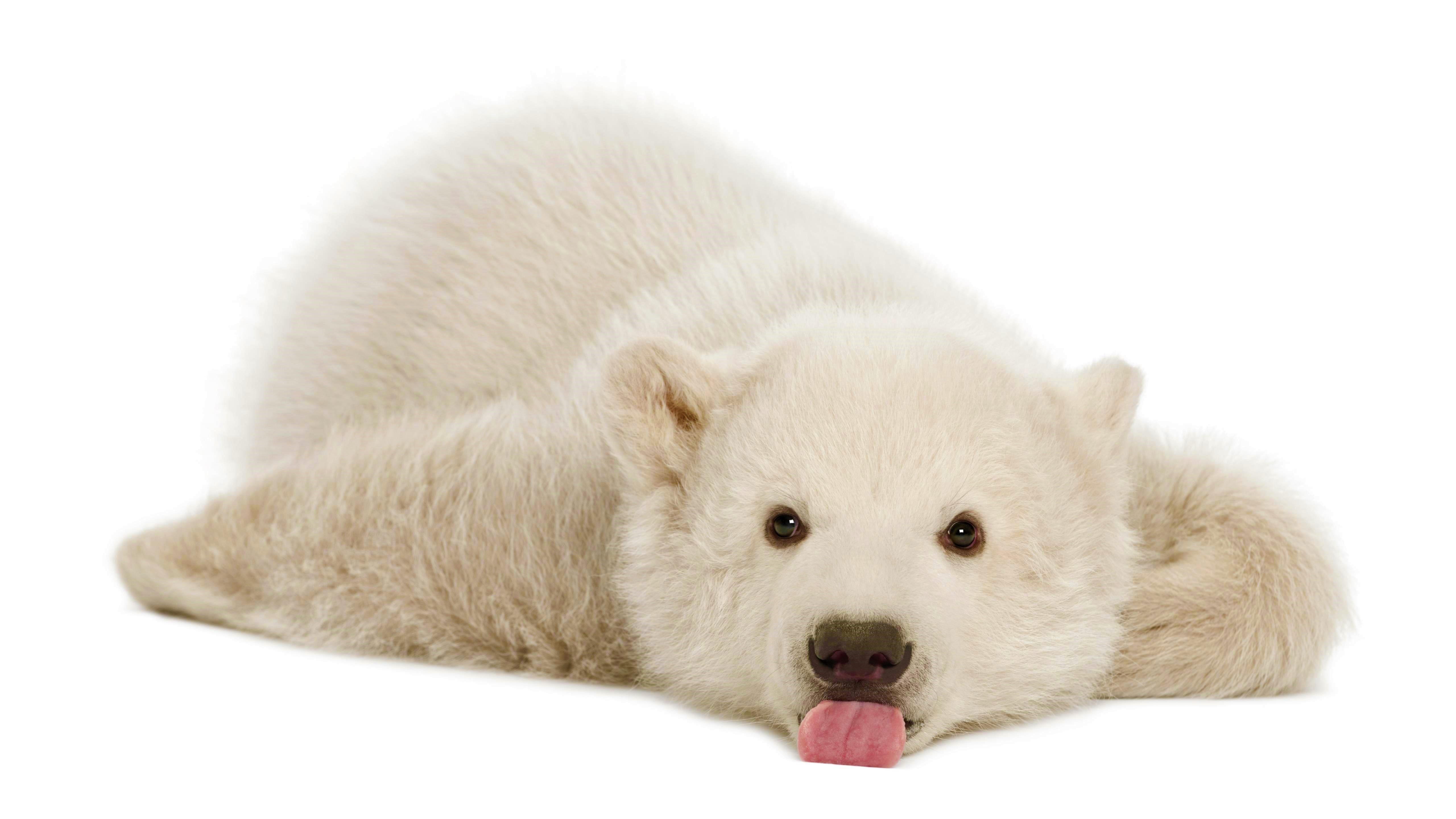 Cute Bear Wallpaper Polar Bear Wallpapers - Wallpaper Cave Tons Of A69