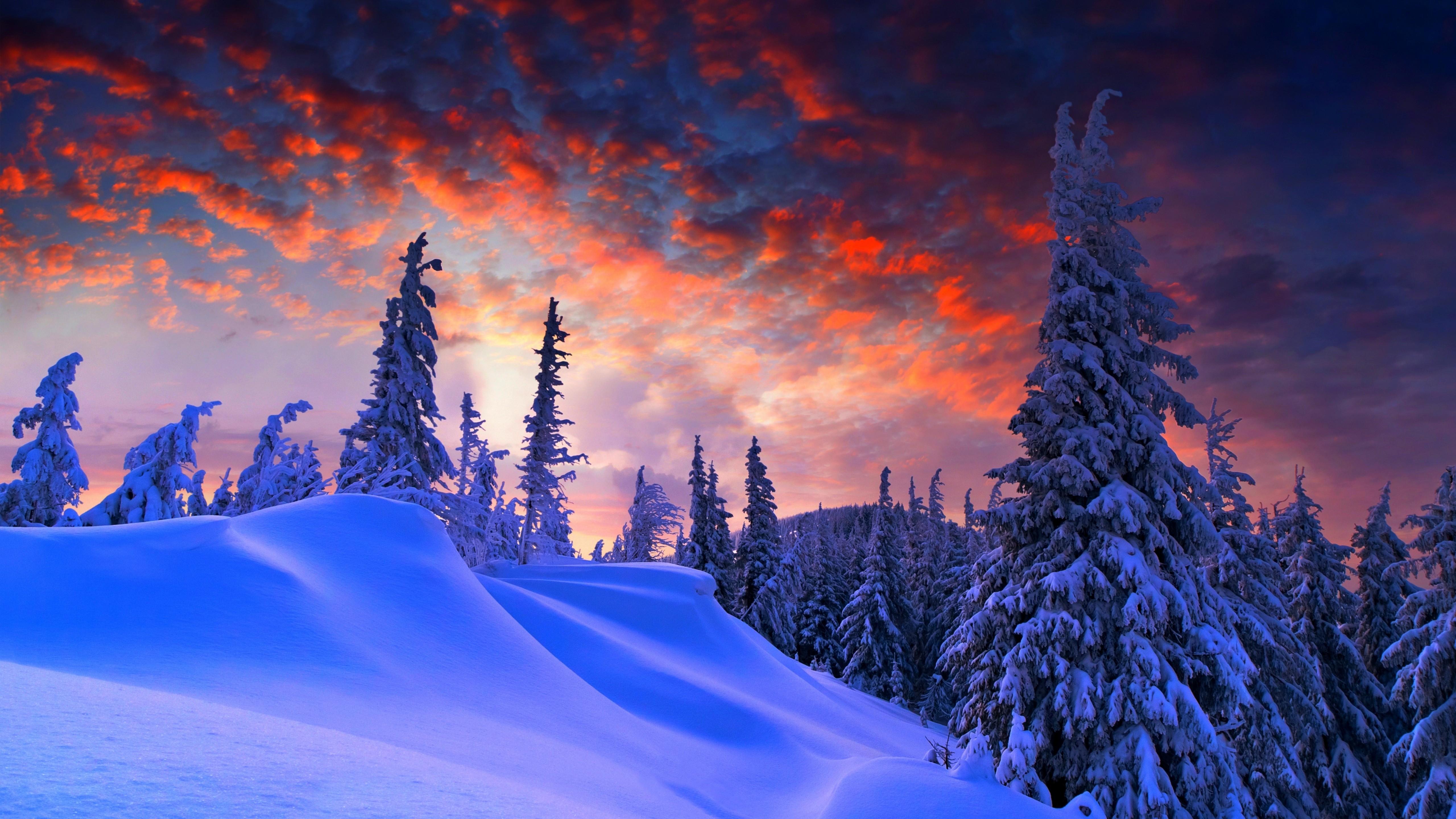 Wallpaper forest, snow, winter, sunrise, clouds, 8k, Nature
