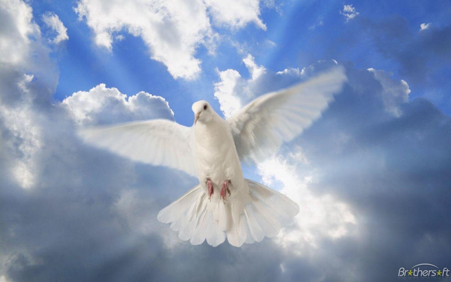 World Peace Wallpaper Mobile. Peace dove, Holy spirit