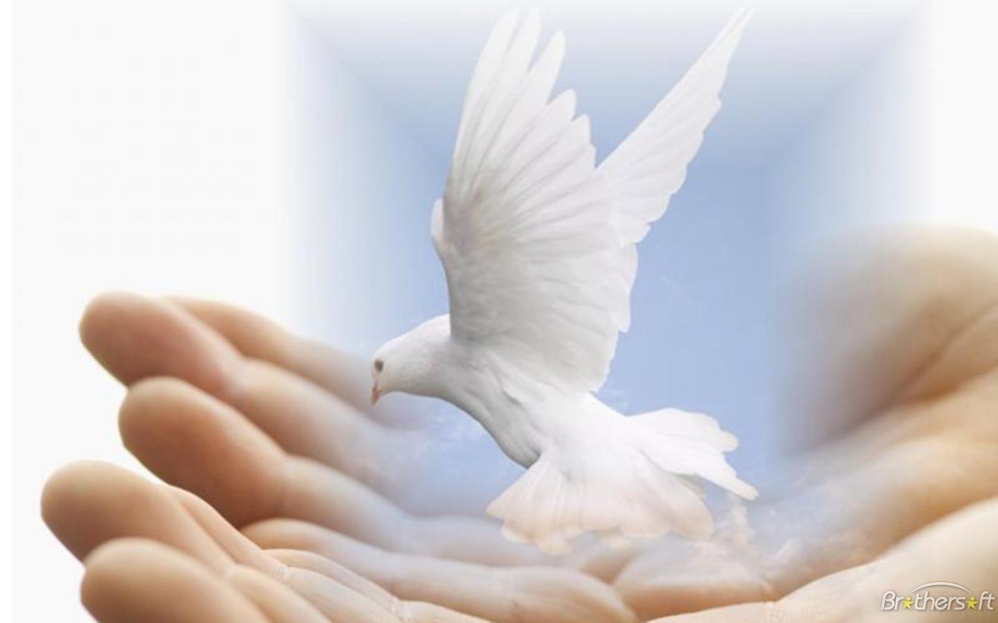 Dove of Peace. Faith in humanity, Spirituality, Peace dove