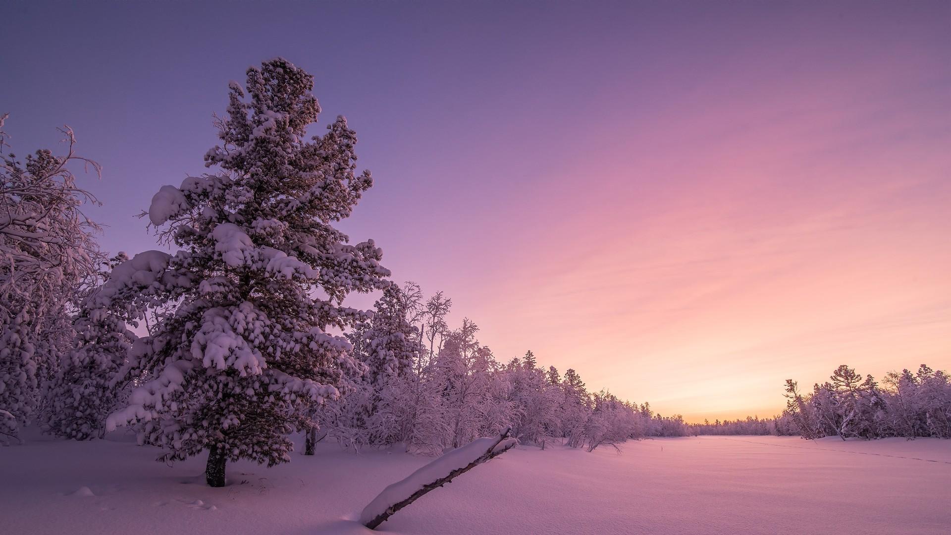 Snowy Forest Sunrise HD Wallpaper