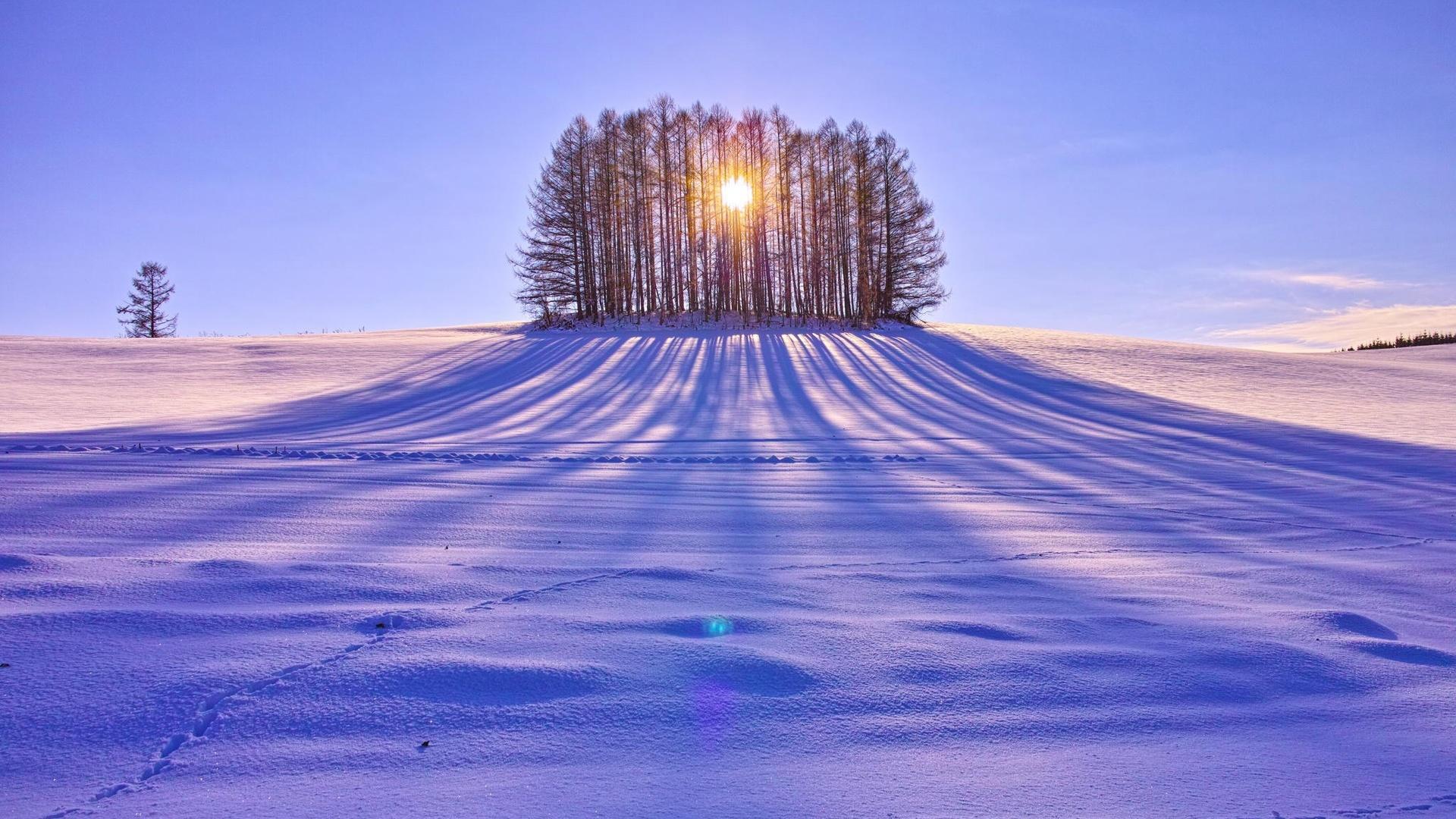 Winter sunrise behind the trees Wallpaper