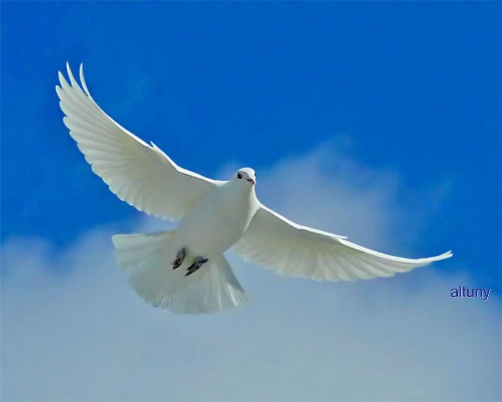 White Dove Desktop Wallpaper Quotes About Peace, HD