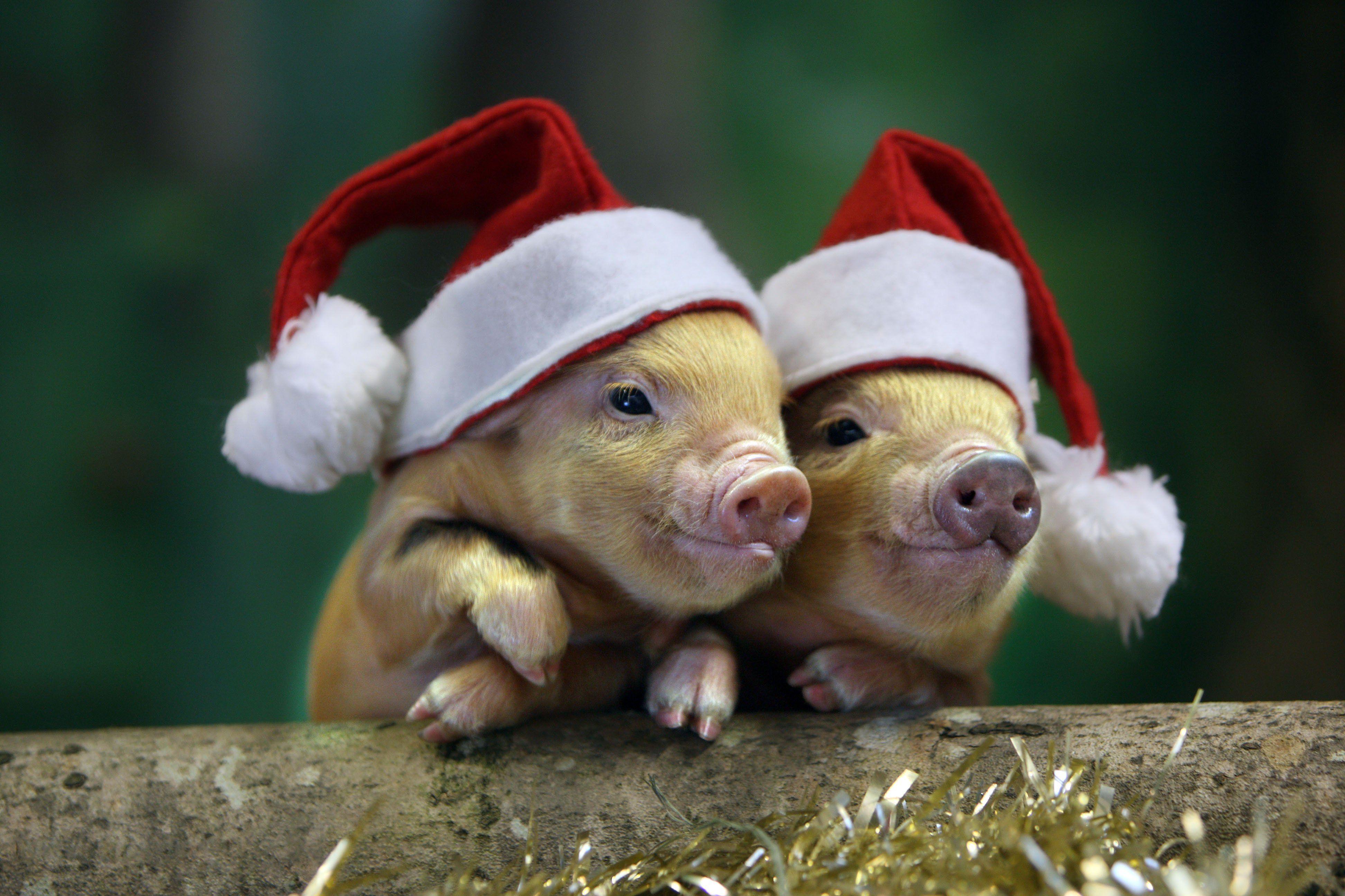 wallpaper Christmas animals - Image Search Results