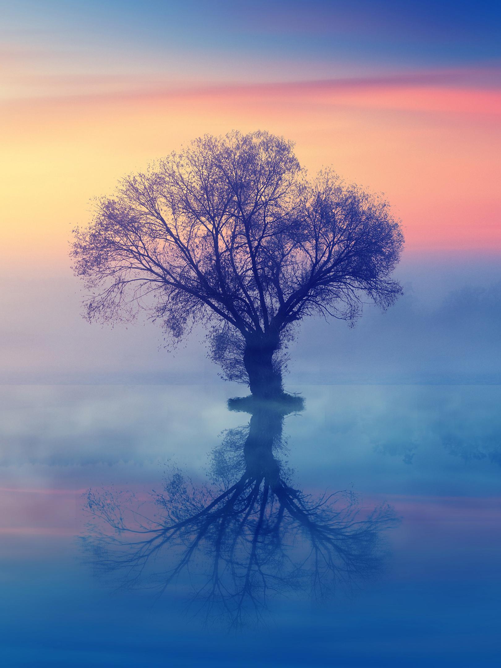 The Lonely Tree 1620x2160 Resolution Wallpaper, HD