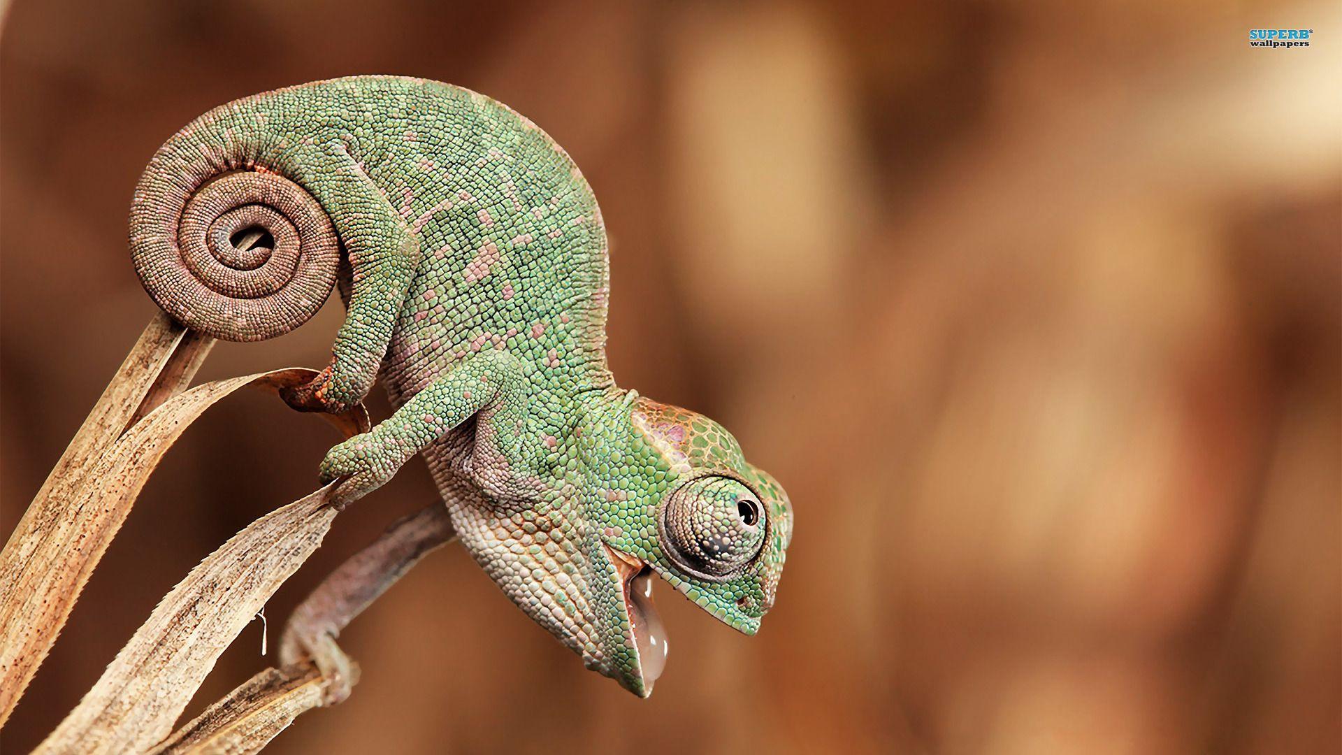 Even a chameleon (brickflow.com). Baby animals picture