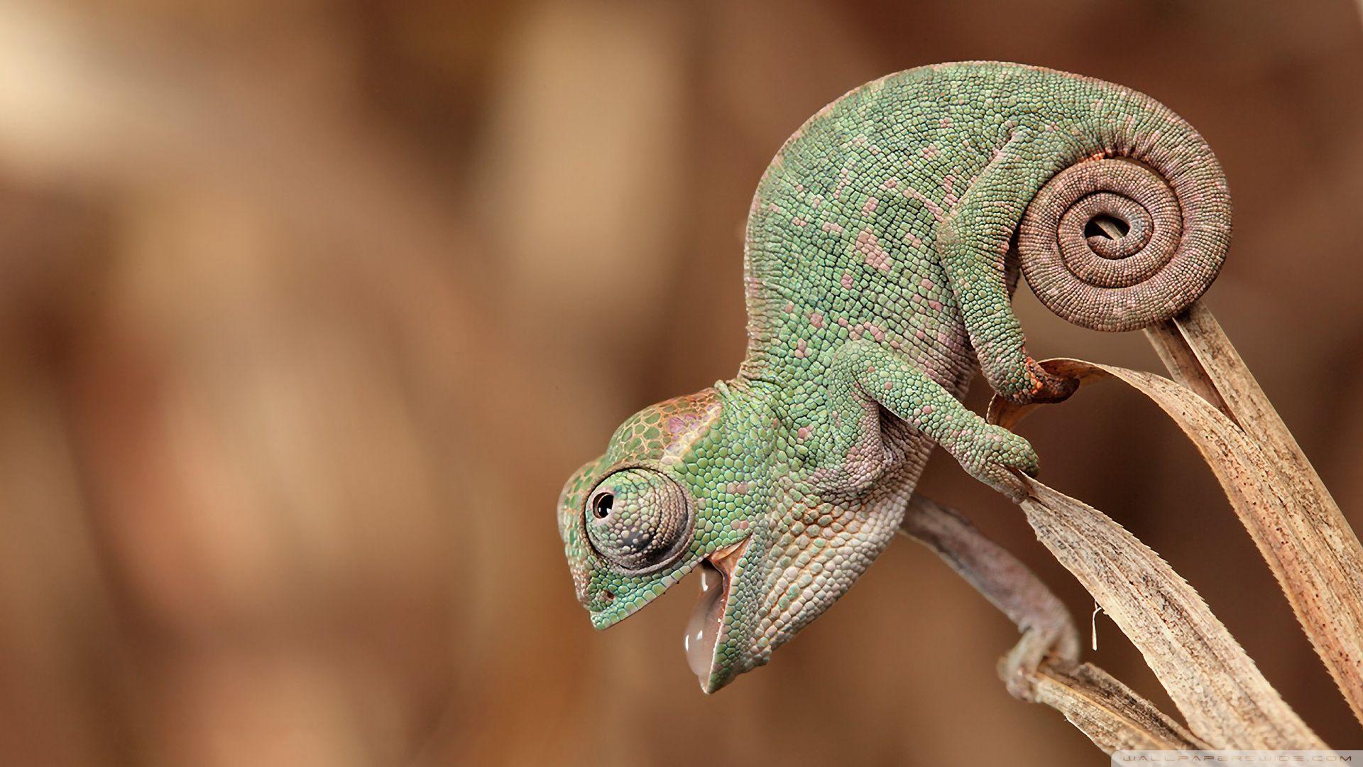 chameleon macro photography animals wallpaper. Baby