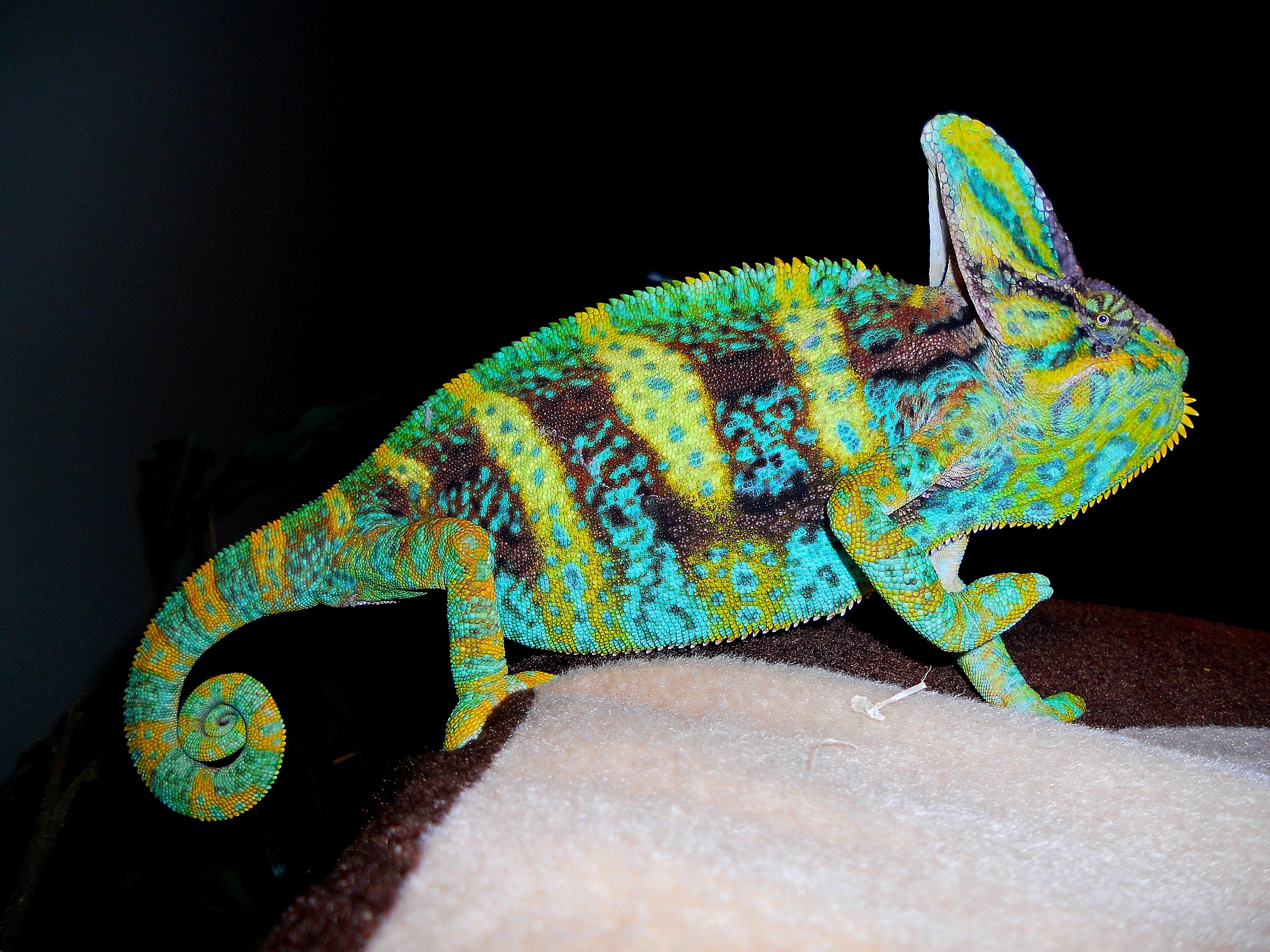 HD Veiled Chameleon Wallpaper and Photo. HD Animals