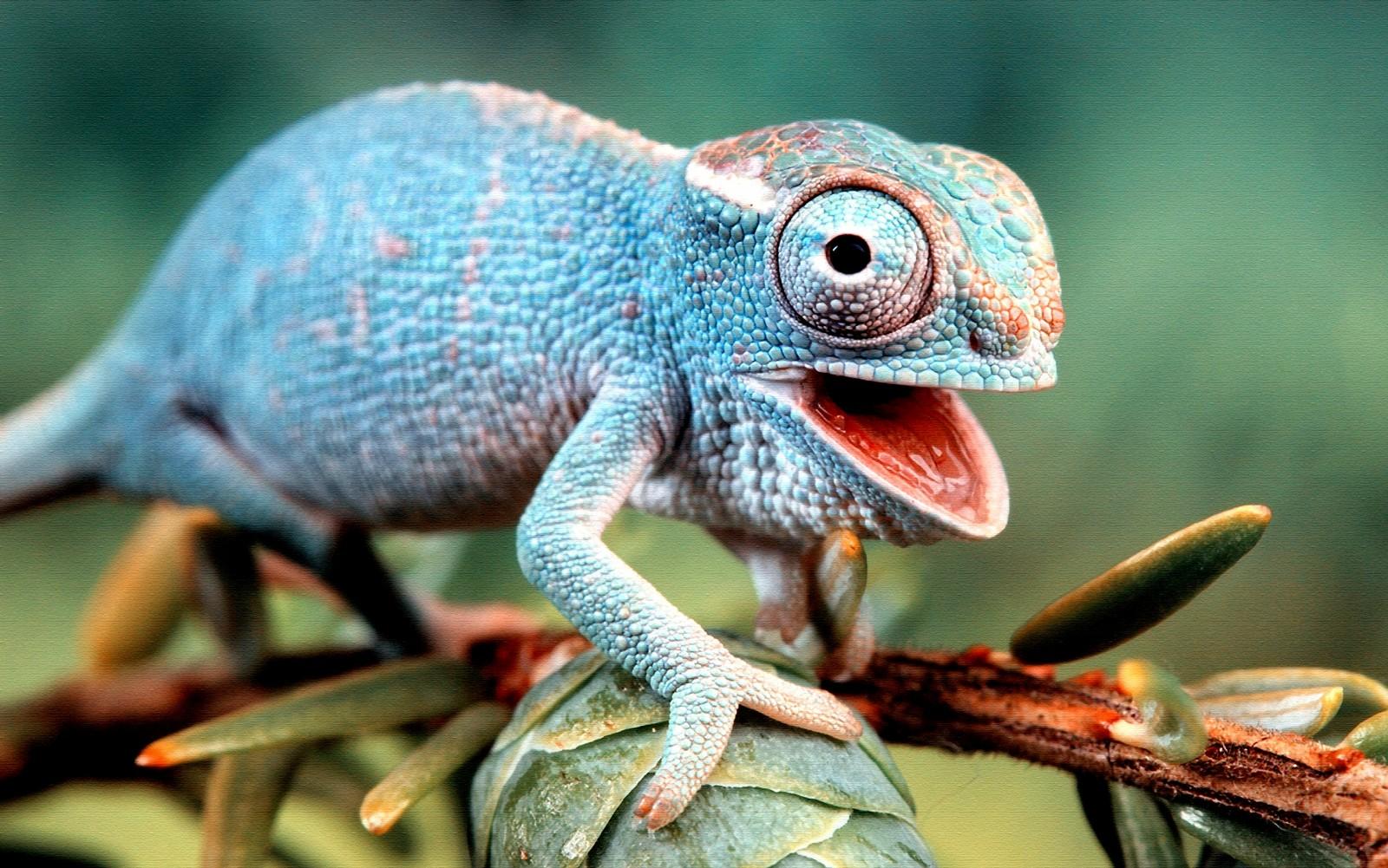 Blue Chameleon Lizard # 1600x1001. All For Desktop