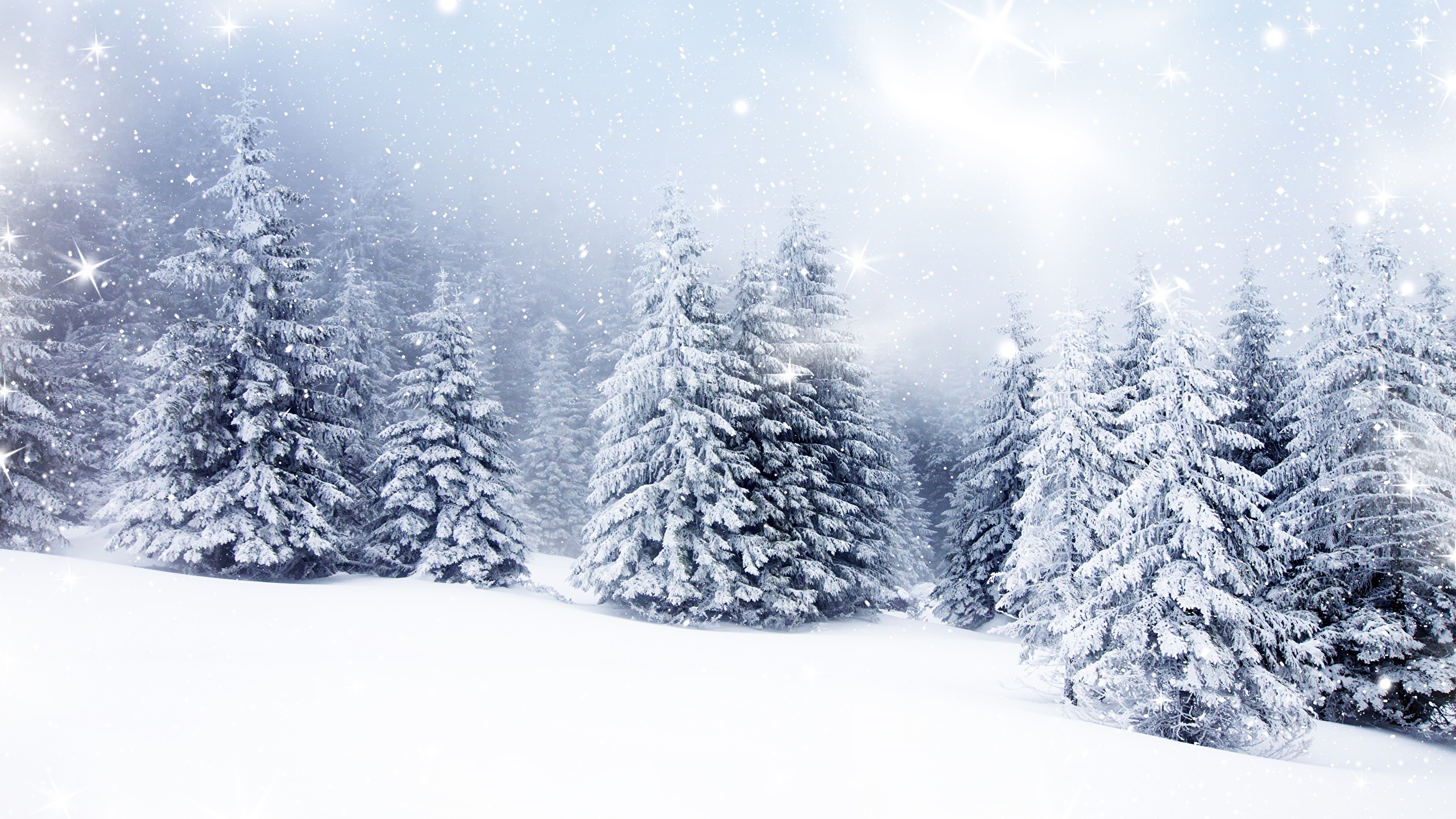 Desktop Wallpaper Nature Spruce Winter Snow Trees 2560x1440