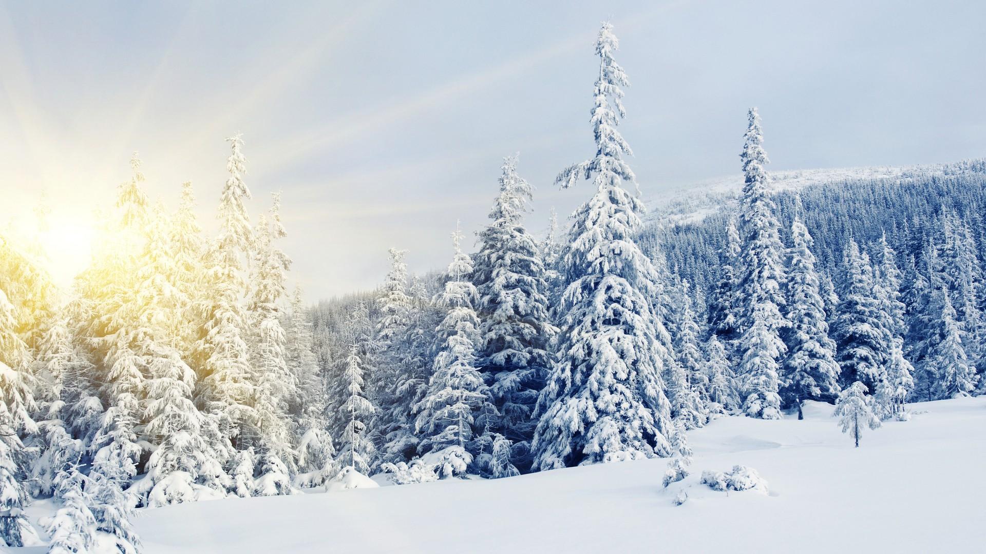 Free download Winter snow covered trees wallpaper