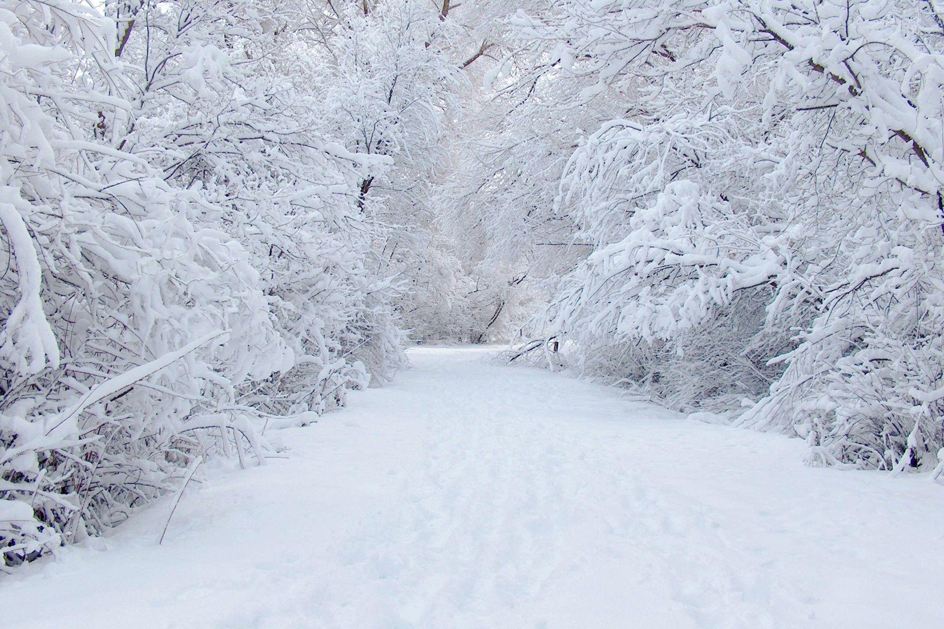 White Snow Tree. Download HD Wallpaper. Winter snow