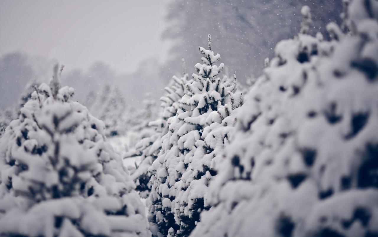 Snow on Pine Trees wallpaper. Snow on Pine Trees