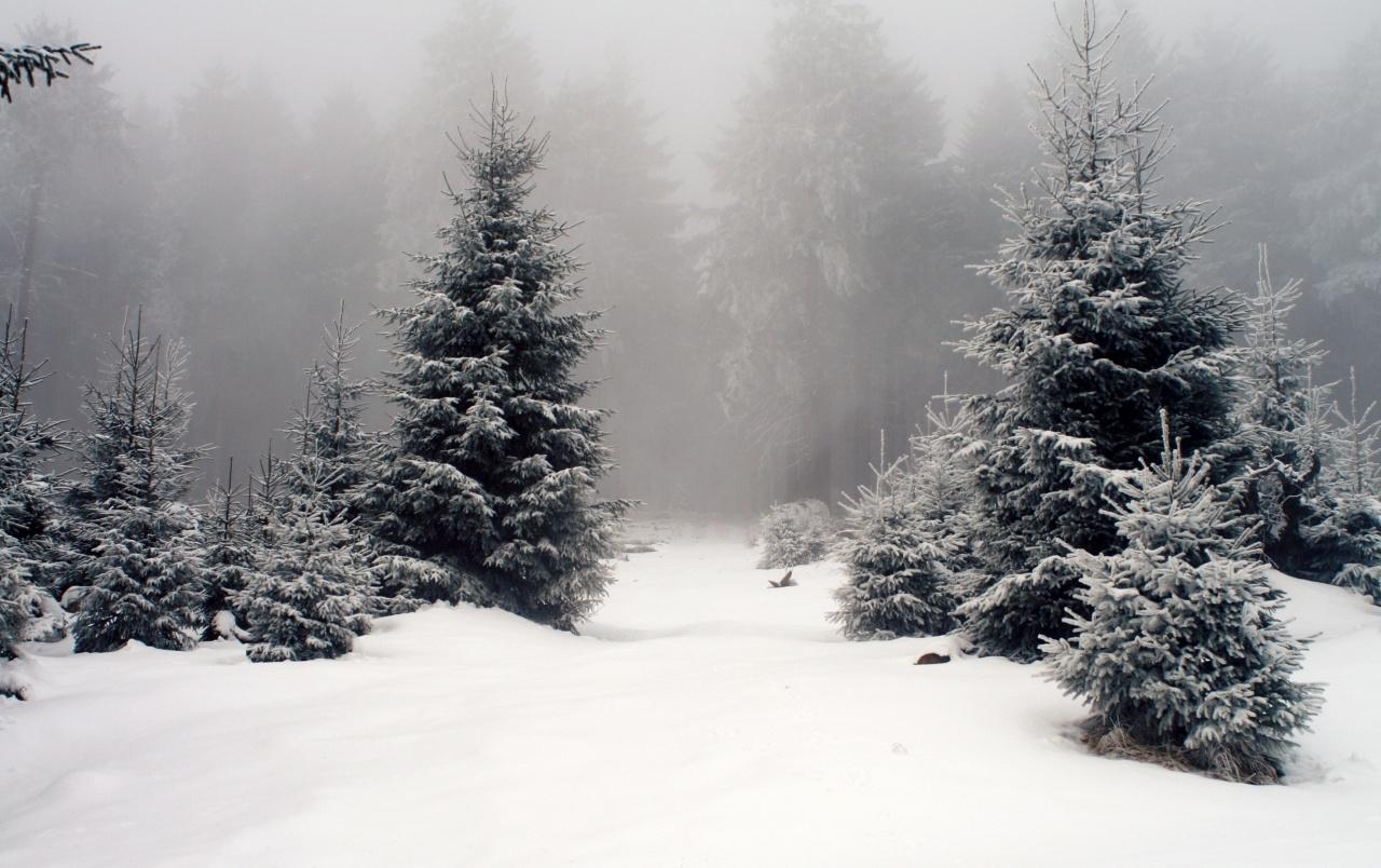Snow Trees & Foggy wallpaper. Snow Trees & Foggy