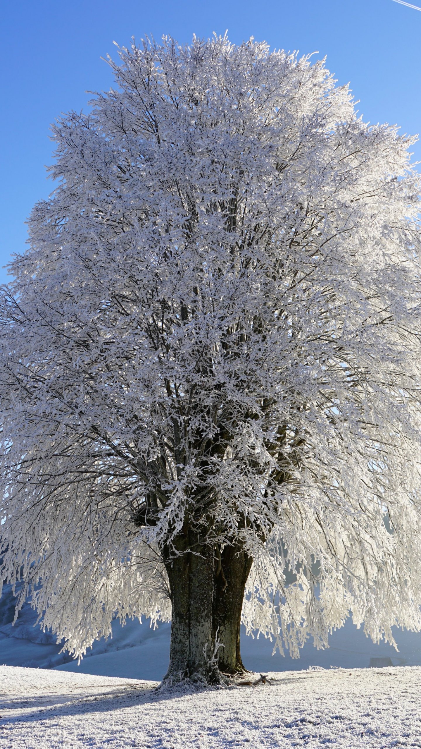 Tree in Snow Wallpaper, Android & Desktop Background