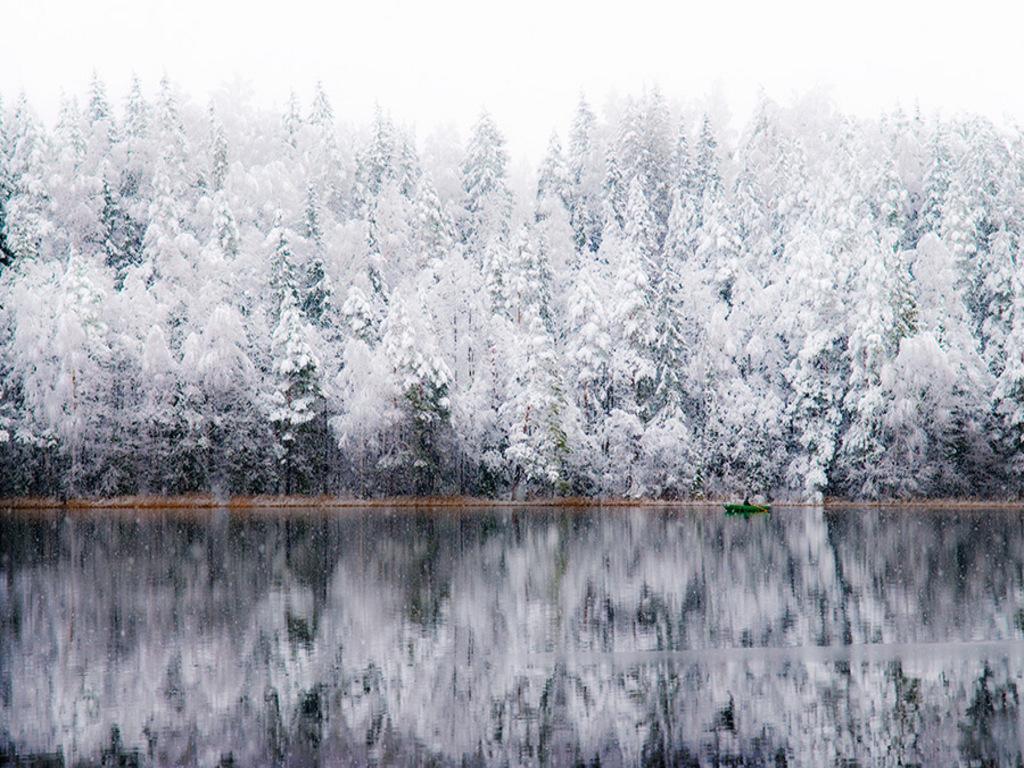 Winter Snow Tree Wallpaper Background