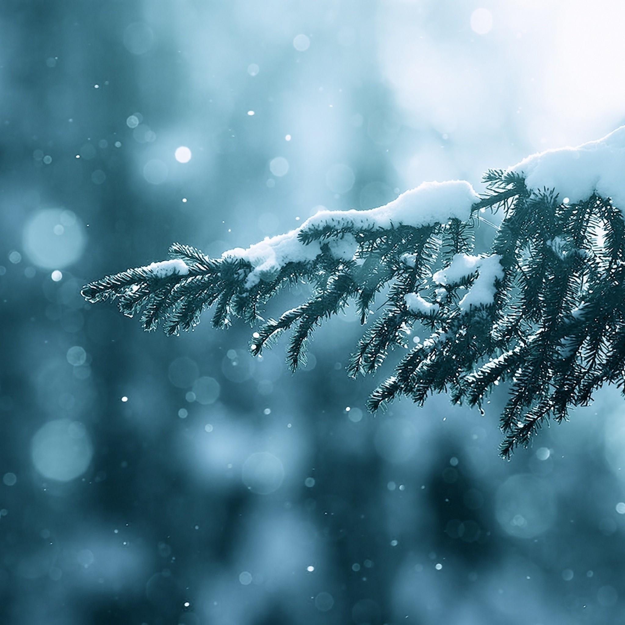 Winter Season Snow Trees Lens Flare iPad Air Wallpaper Free