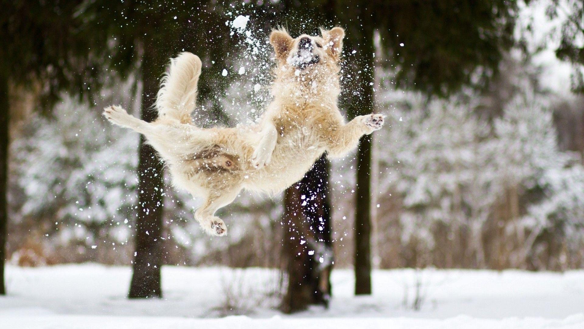 Dogs Playing in Snow Wallpaper