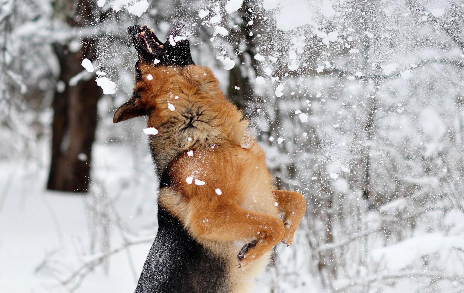 German Shepherd playing in the snow. HD Animals Wallpaper