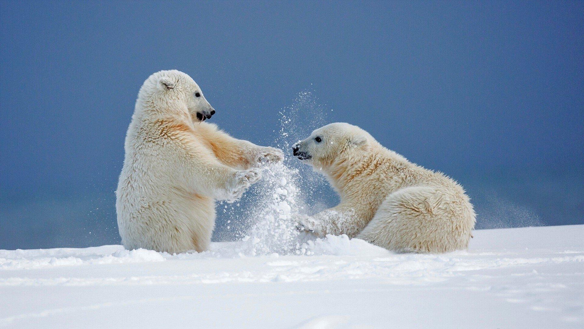 Polar Bears Playing in the Snow HD Wallpaper